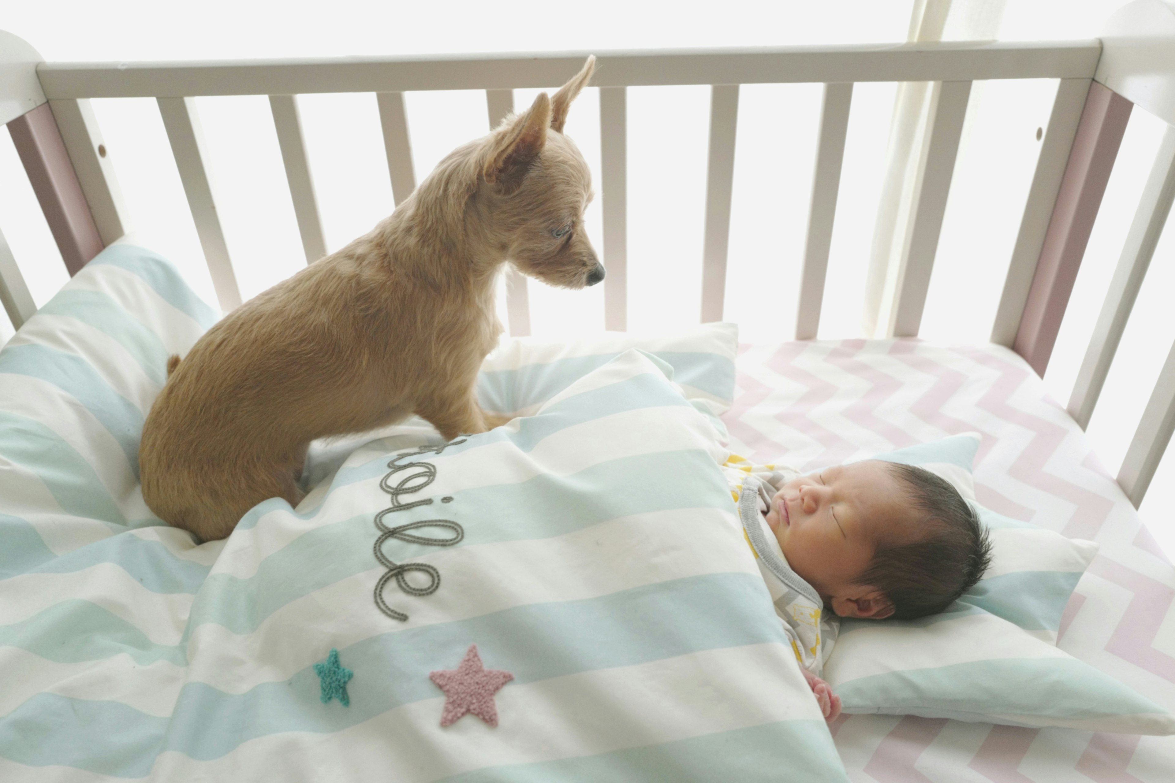 A small dog watching over a sleeping baby in a crib