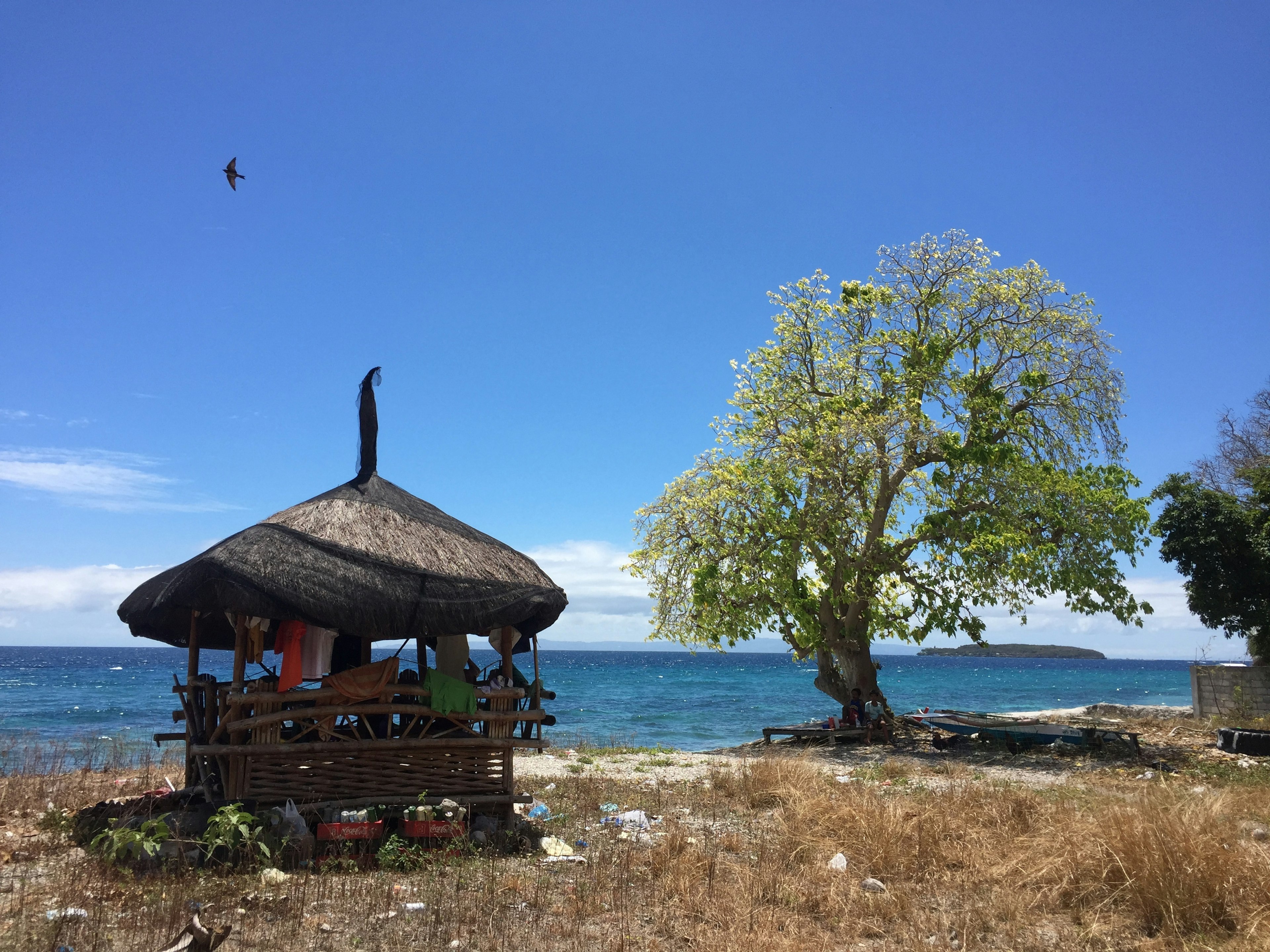 海邊的小屋和旁邊的大樹，背景是藍色的海洋和天空