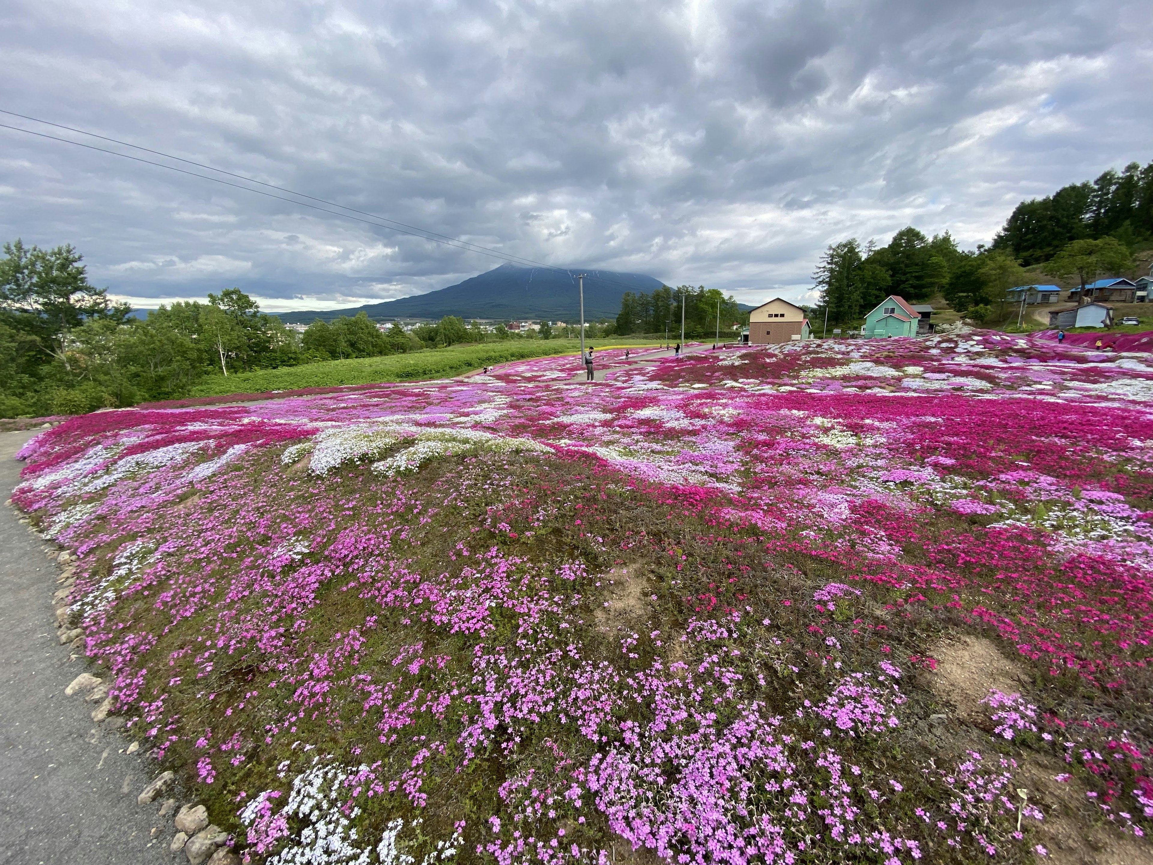 Vibrant pink flowers blanket the landscape with mountains in the background