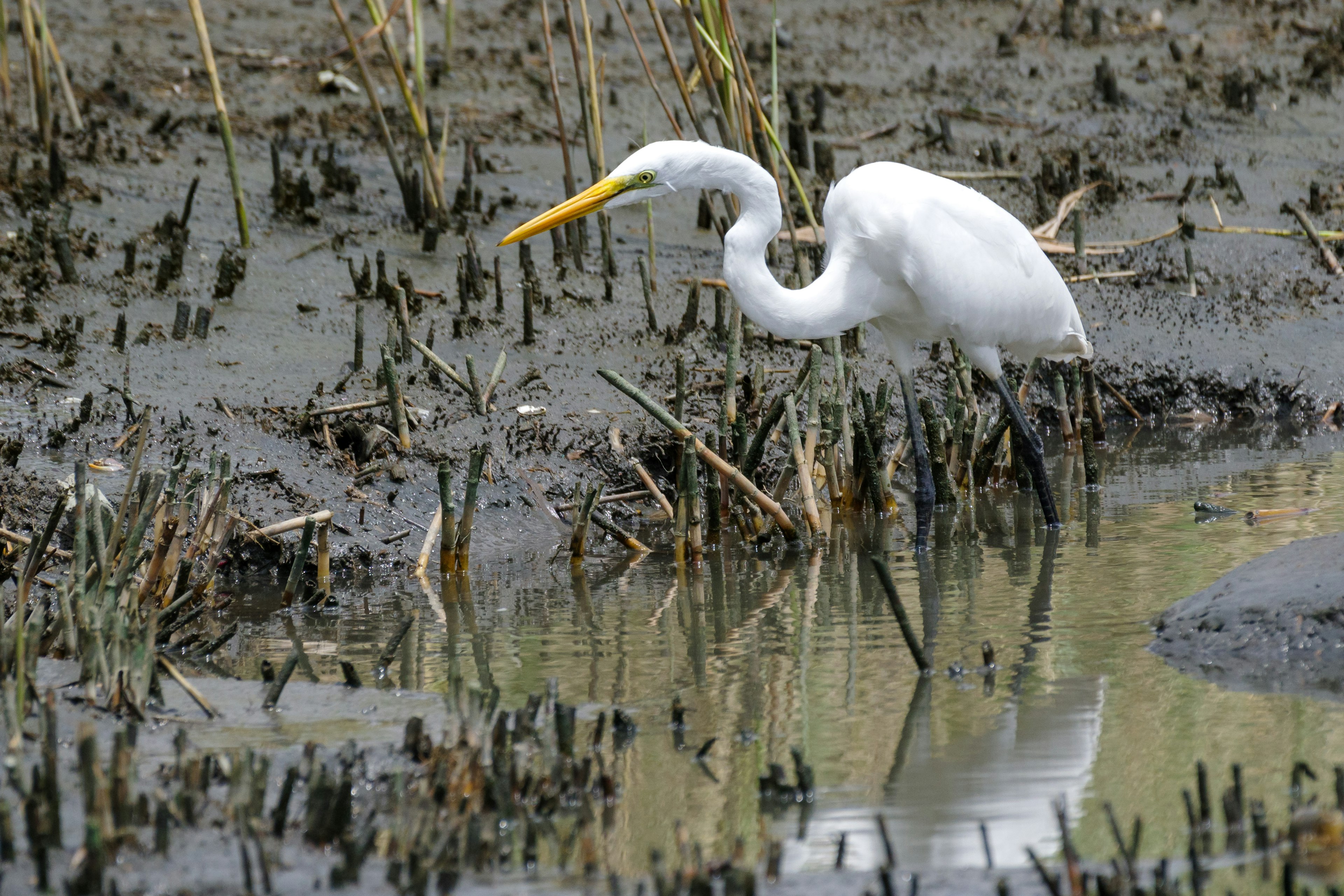 Una garza blanca buscando comida en un humedal