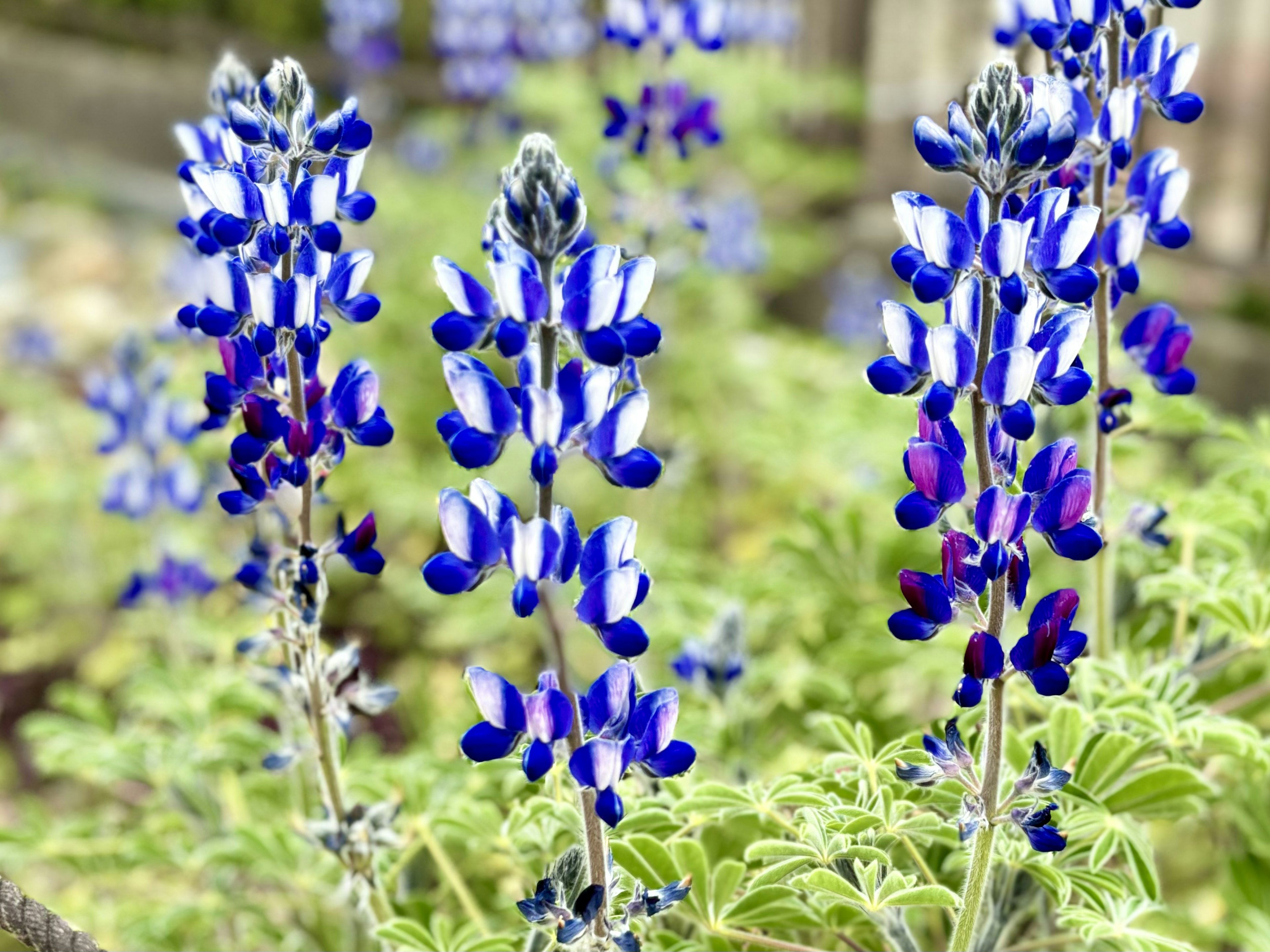 青いルピナスの花が咲いている緑の背景