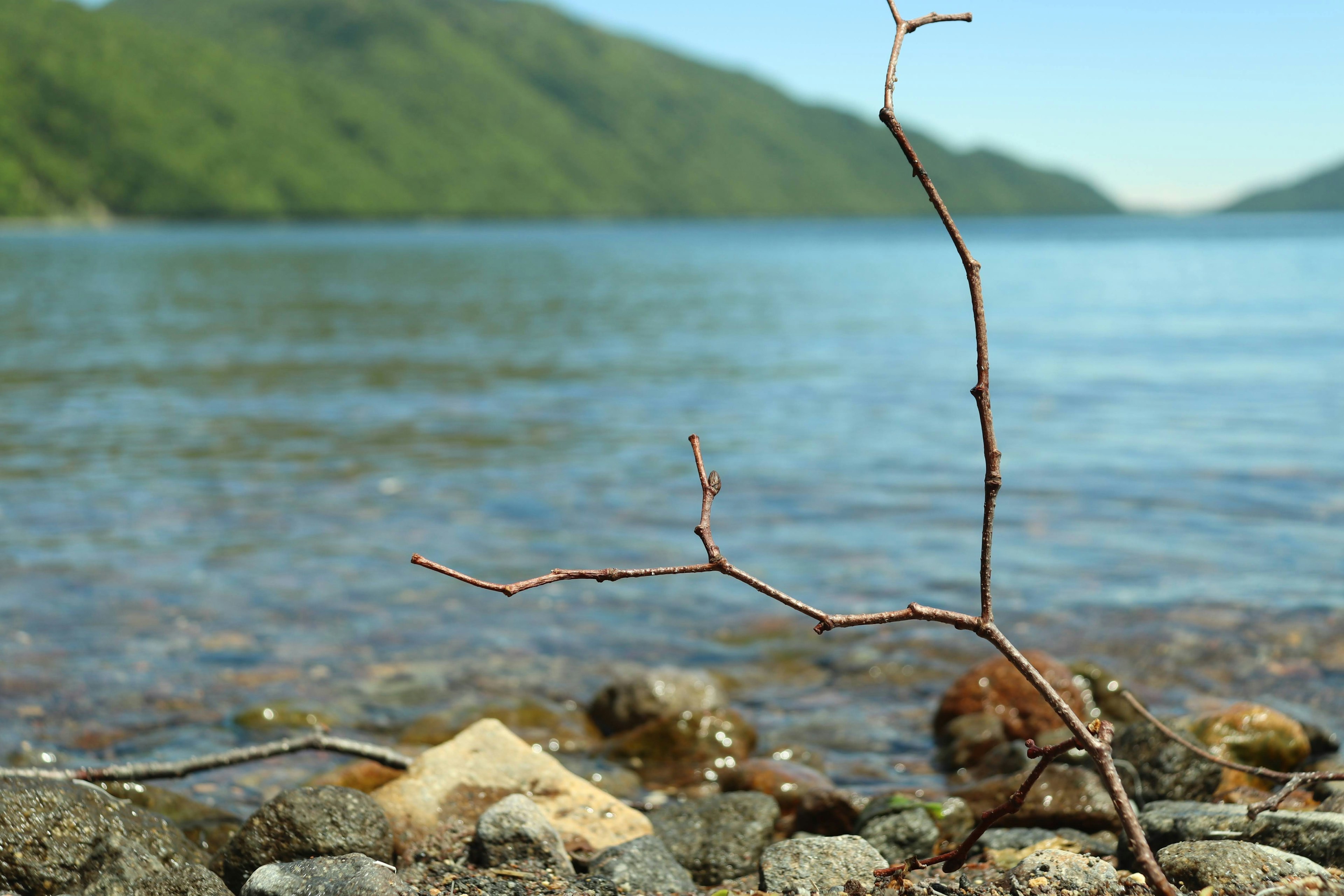 Une brindille au bord de l'eau avec des pierres et des montagnes en arrière-plan