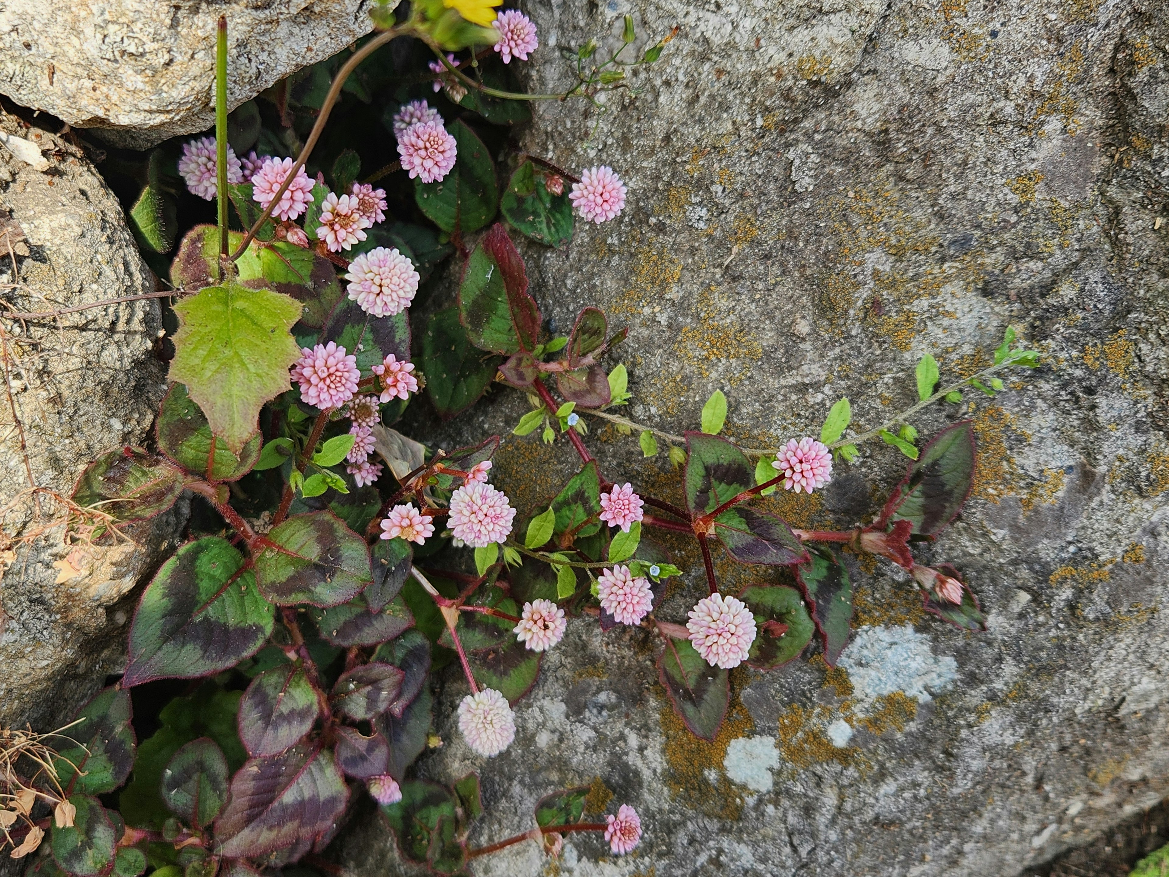 Pequeñas flores rosas y hojas verdes creciendo entre rocas