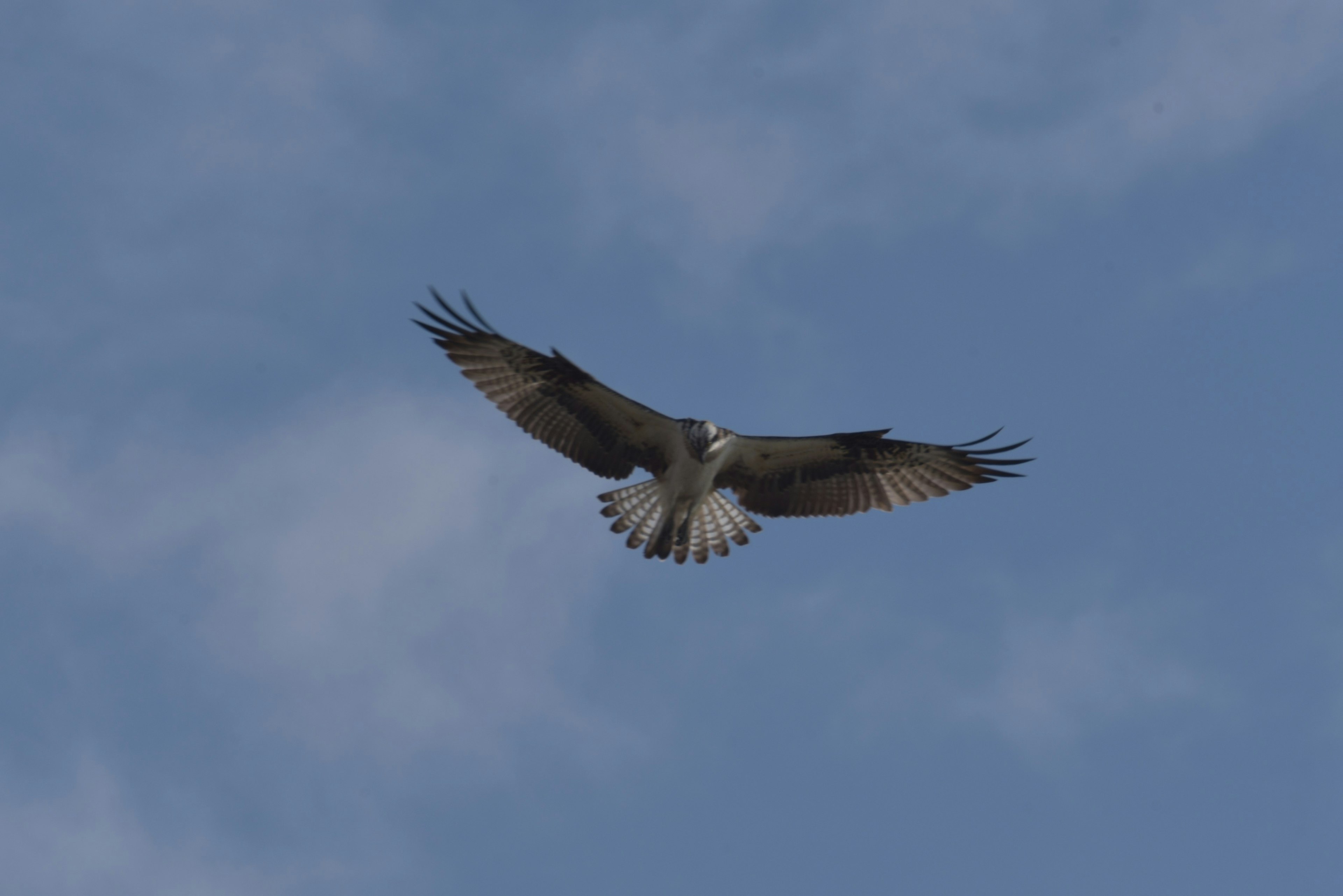 Halcón volando contra un cielo azul