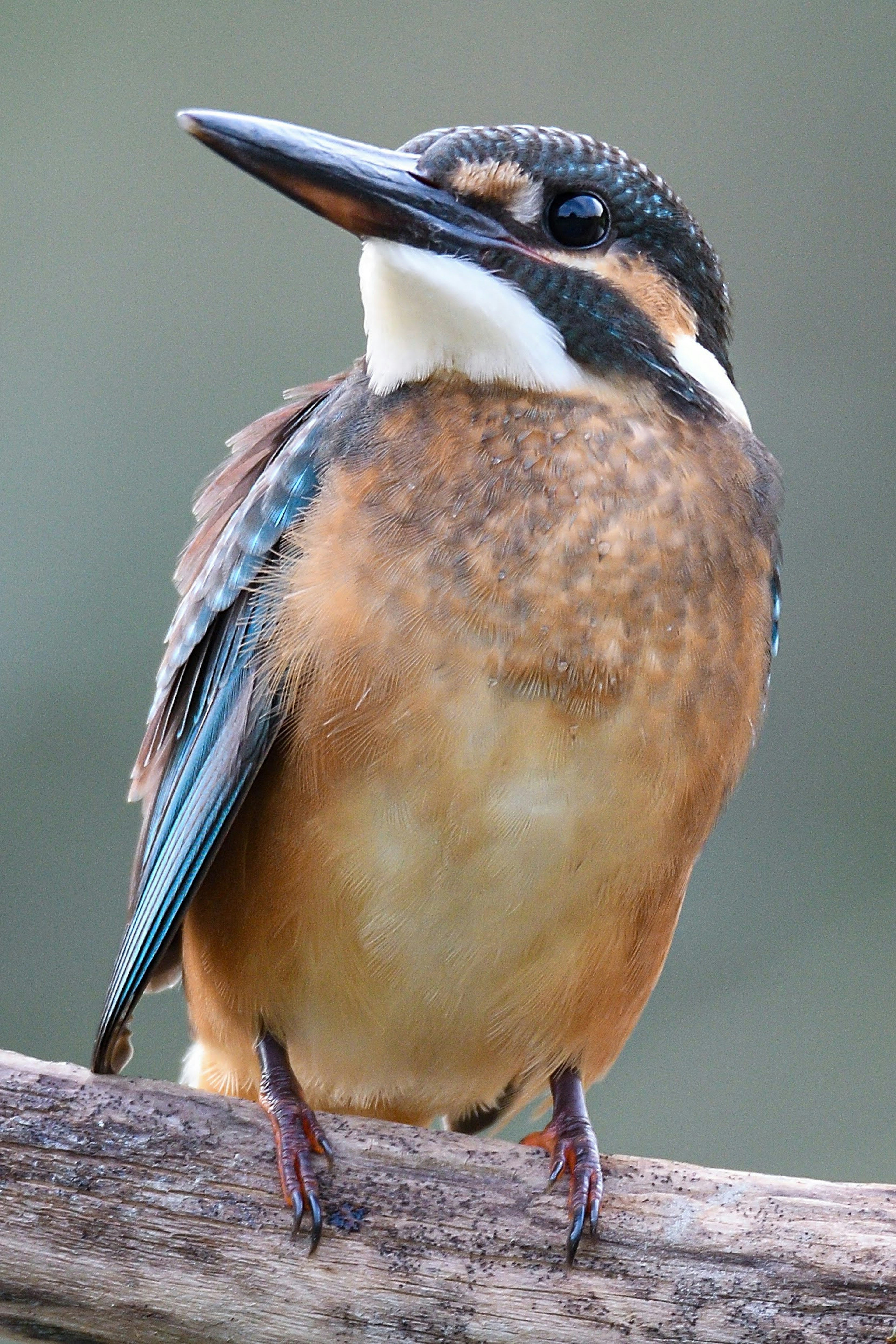 Ein bunter Eisvogel, der auf einem Ast sitzt