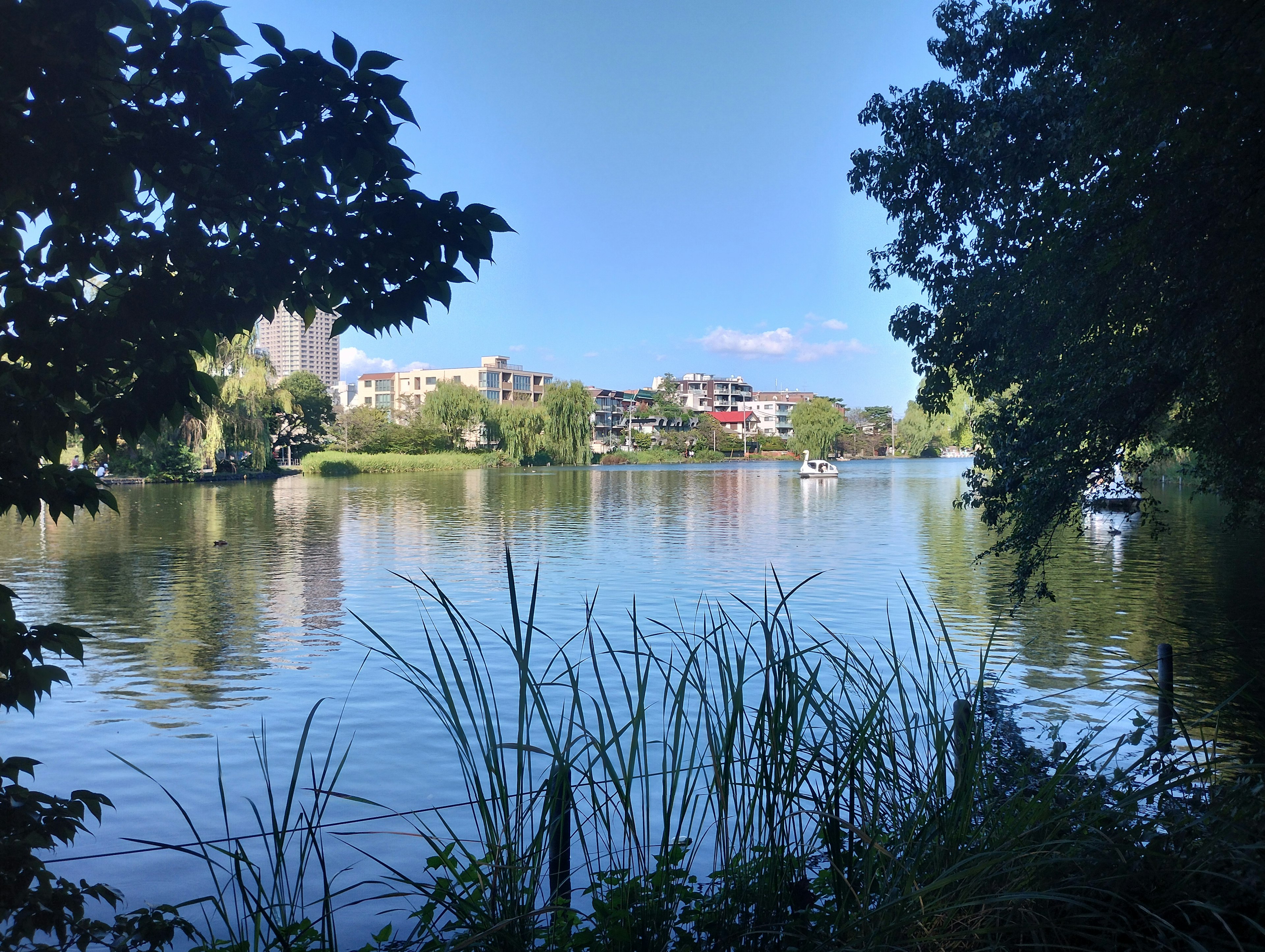 Vista panoramica di un lago circondato da vegetazione e edifici