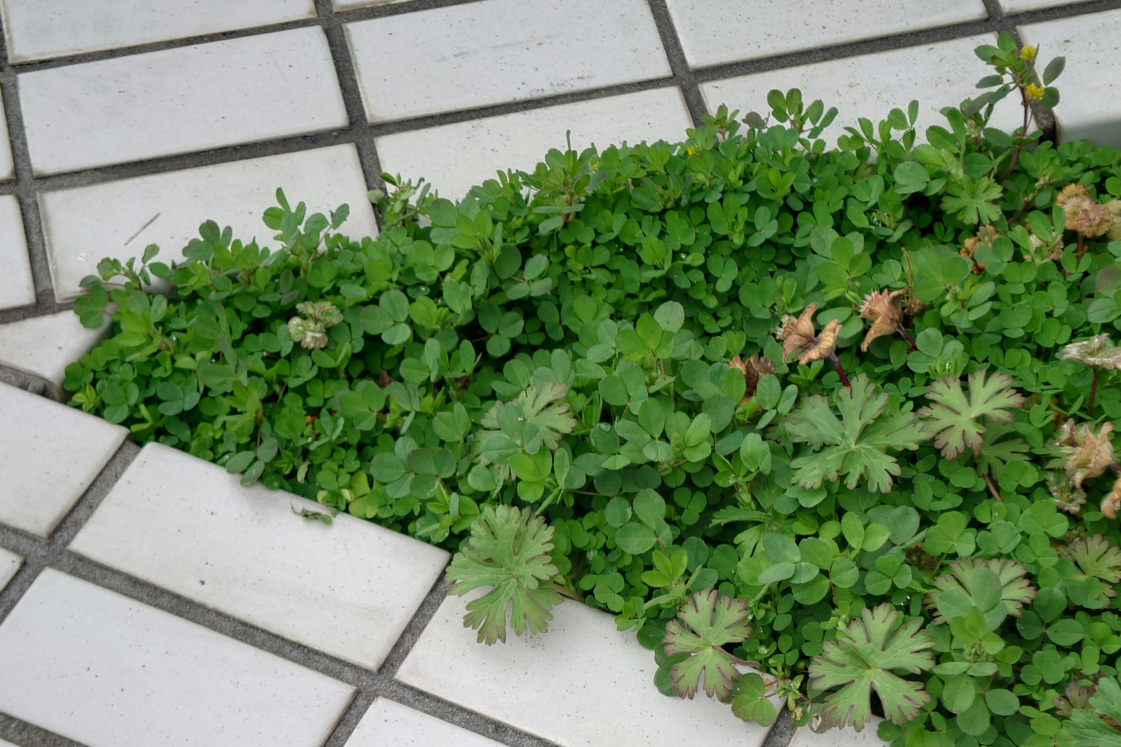 Plantes vertes poussant dans l'espace entre les carreaux