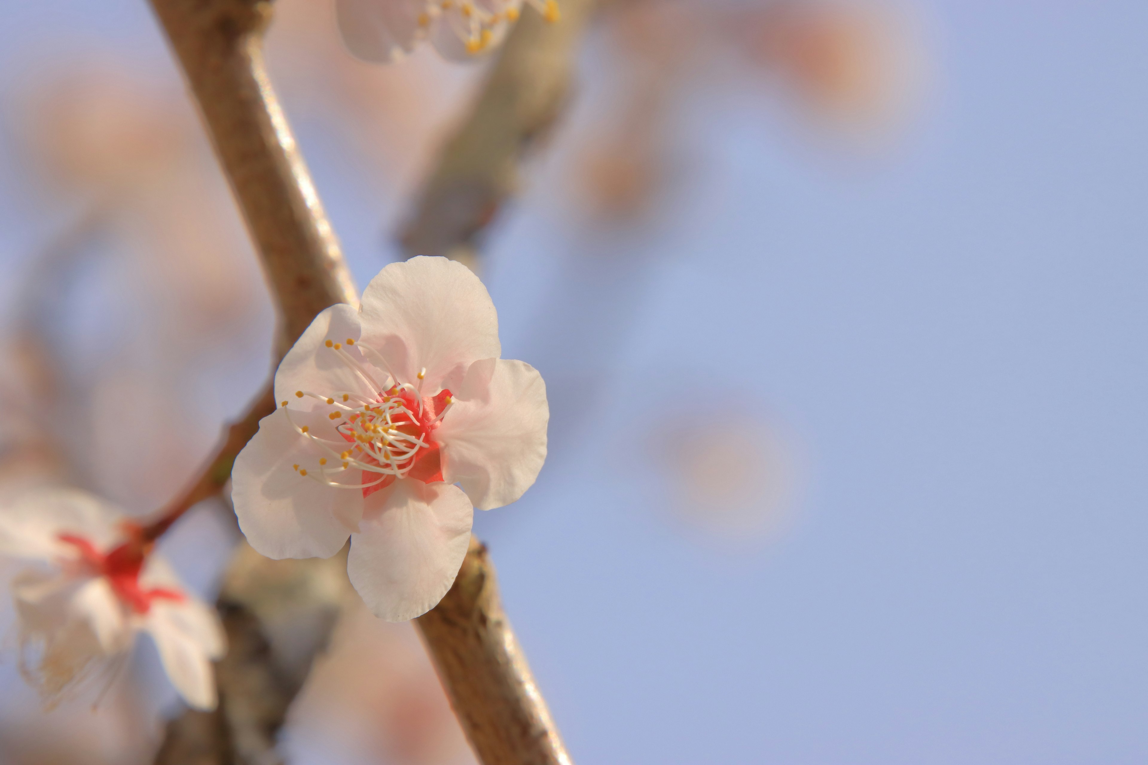 Primer plano de una flor de cerezo contra un cielo azul claro