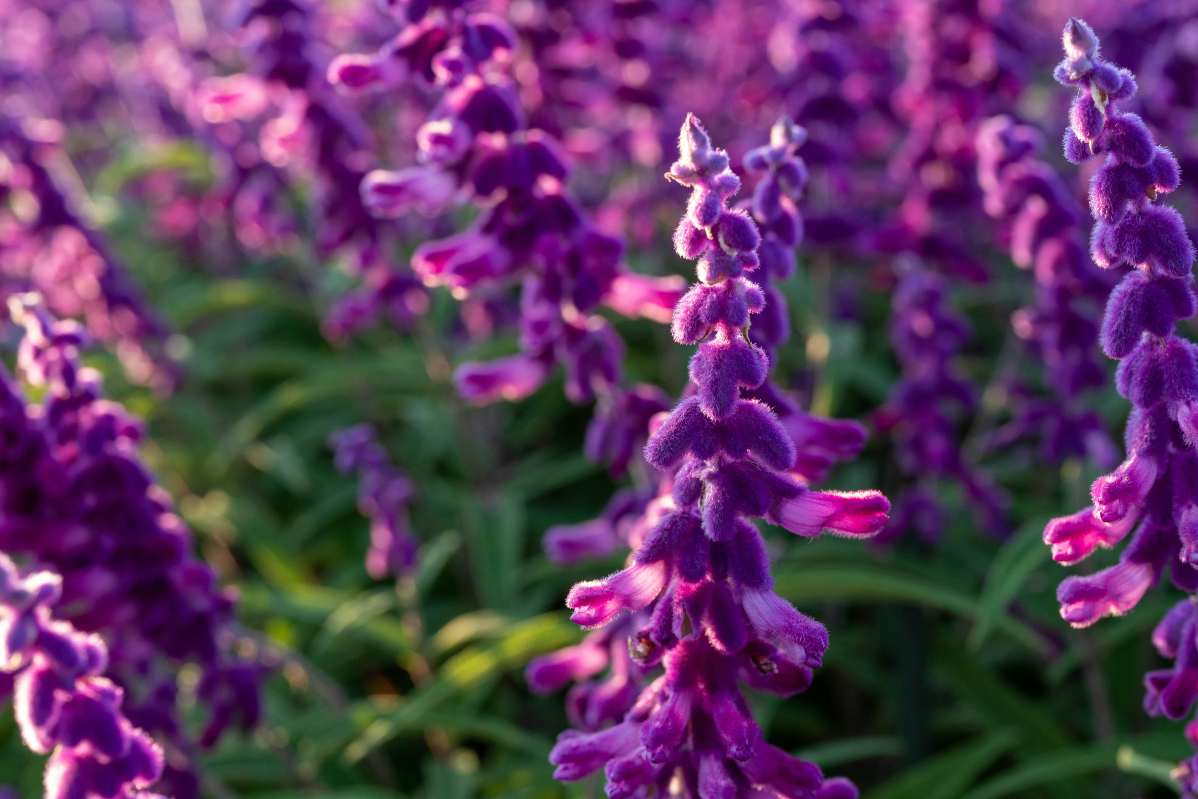 Feld von lila Blumen umgeben von grünen Blättern