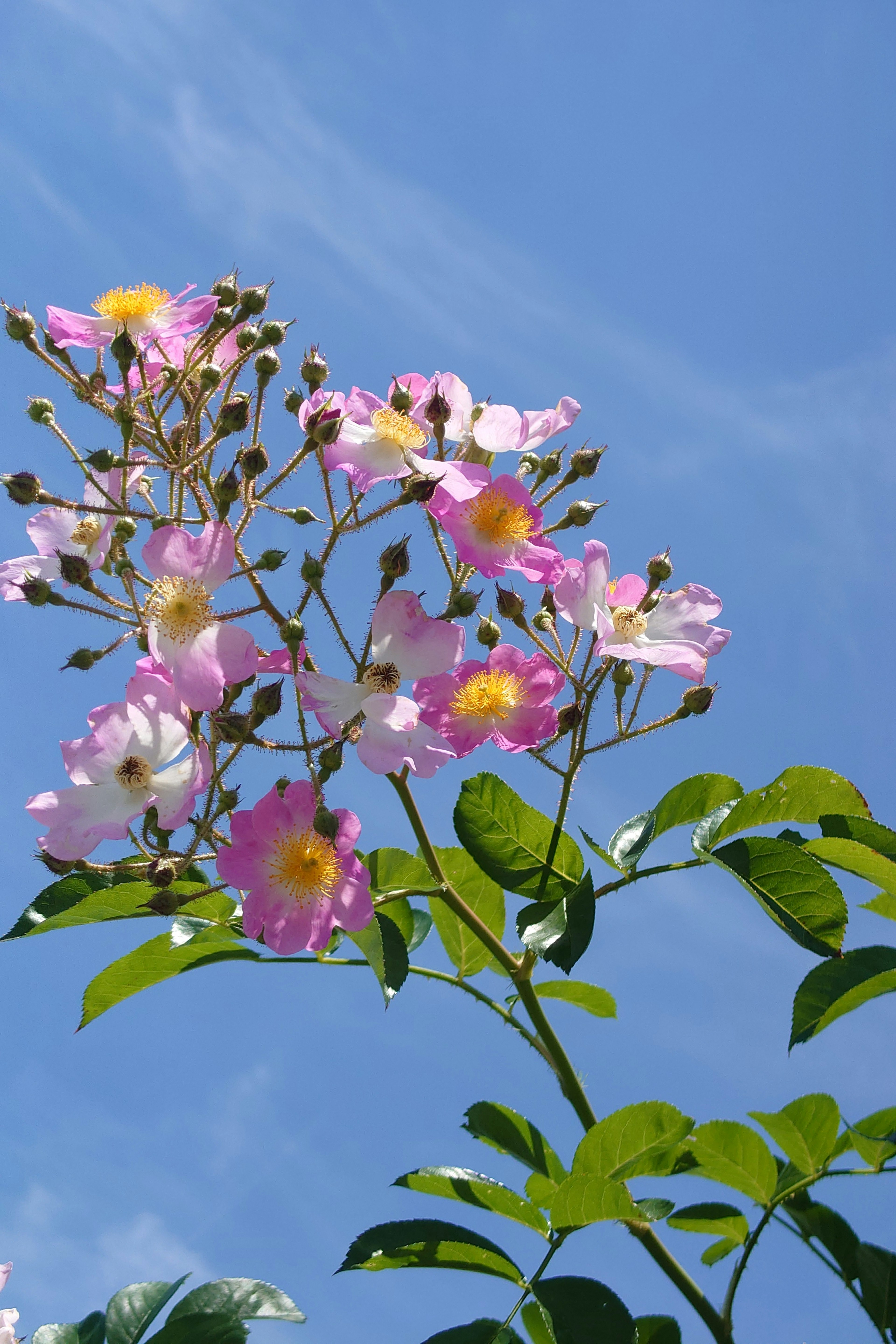 Pink flowers with yellow centers against a blue sky