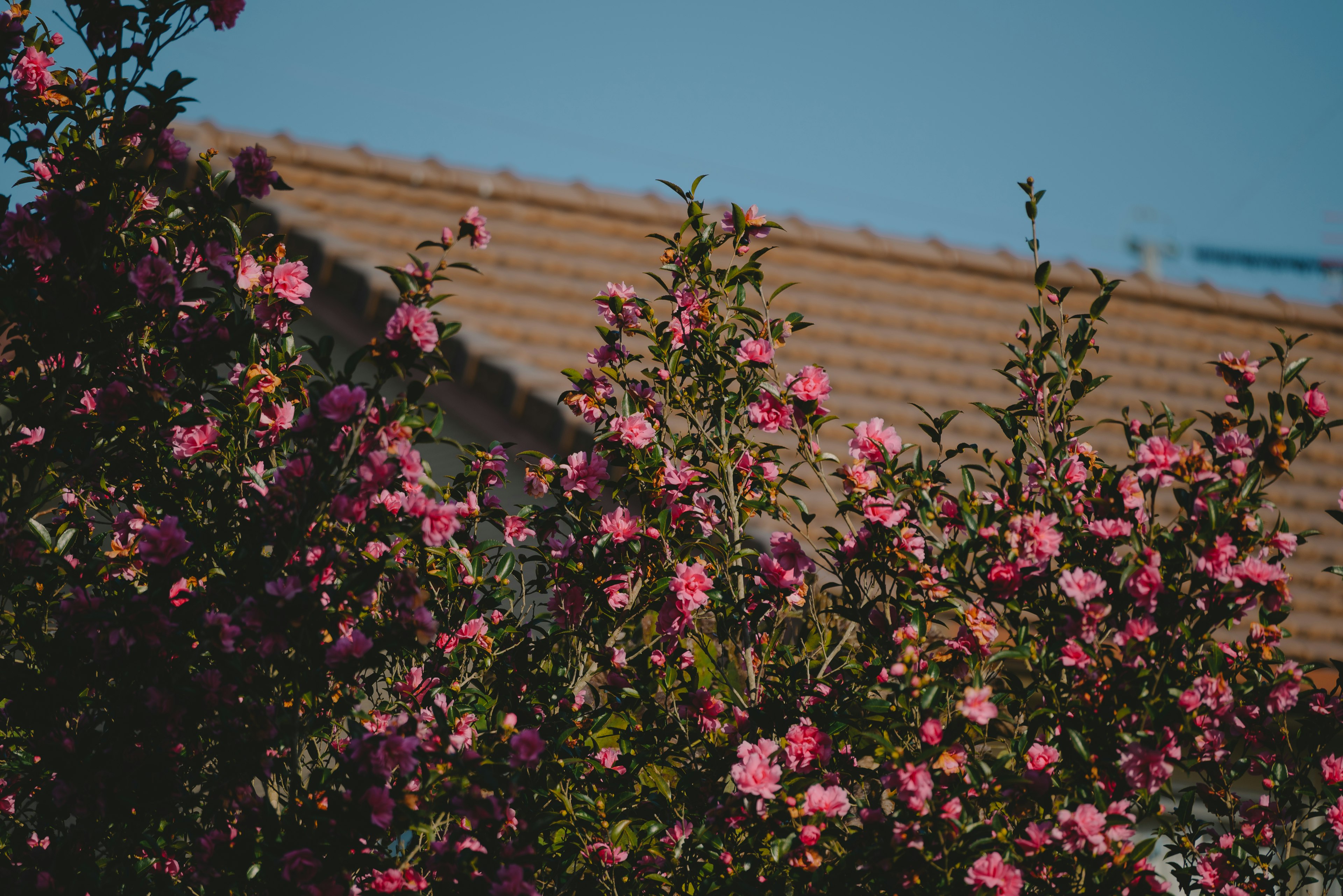 Pink flowers blooming under a blue sky with a rooftop in the background