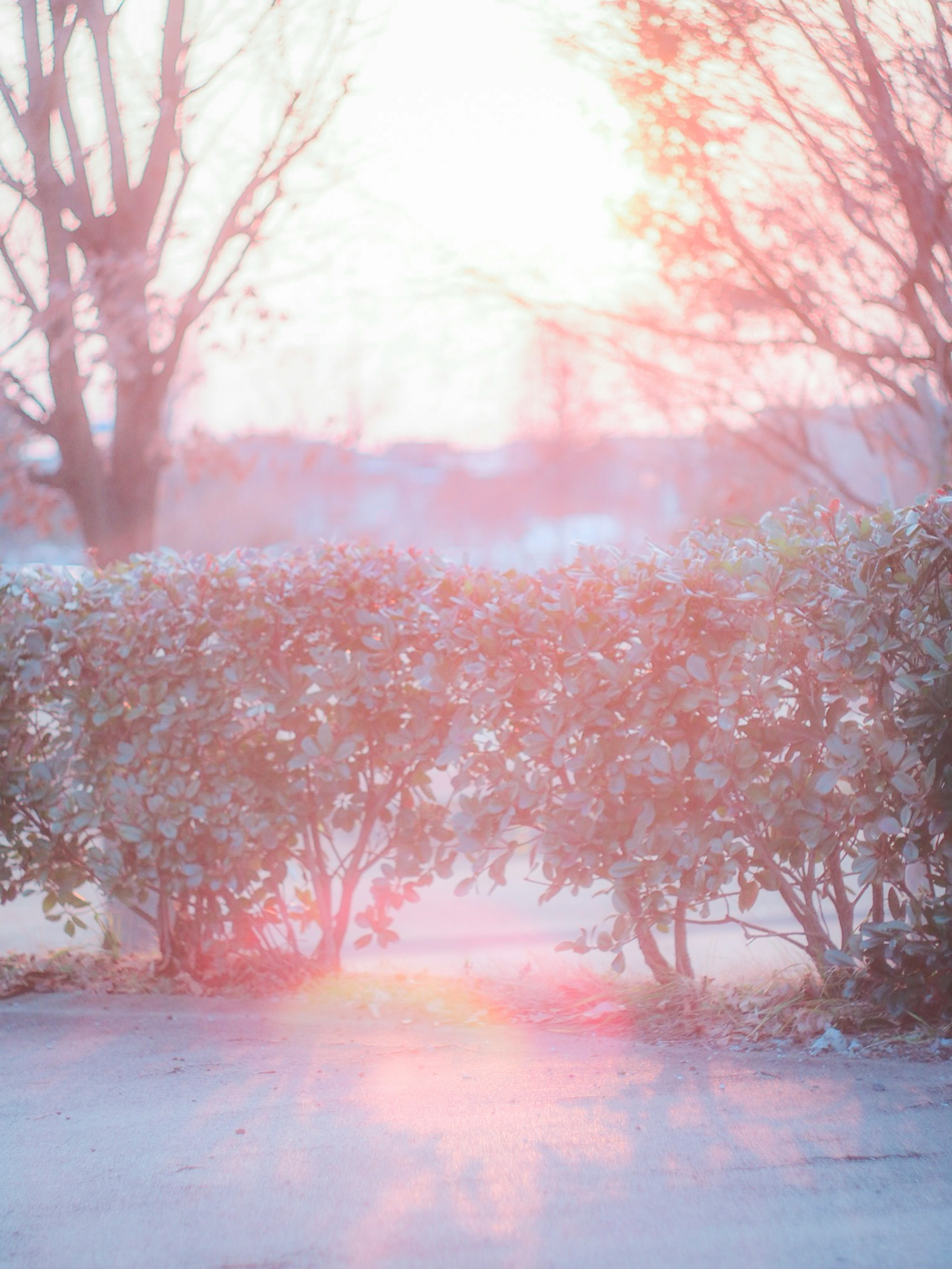 Sanftes Licht umhüllt eine niedrige Hecke mit Bäumen im Hintergrund