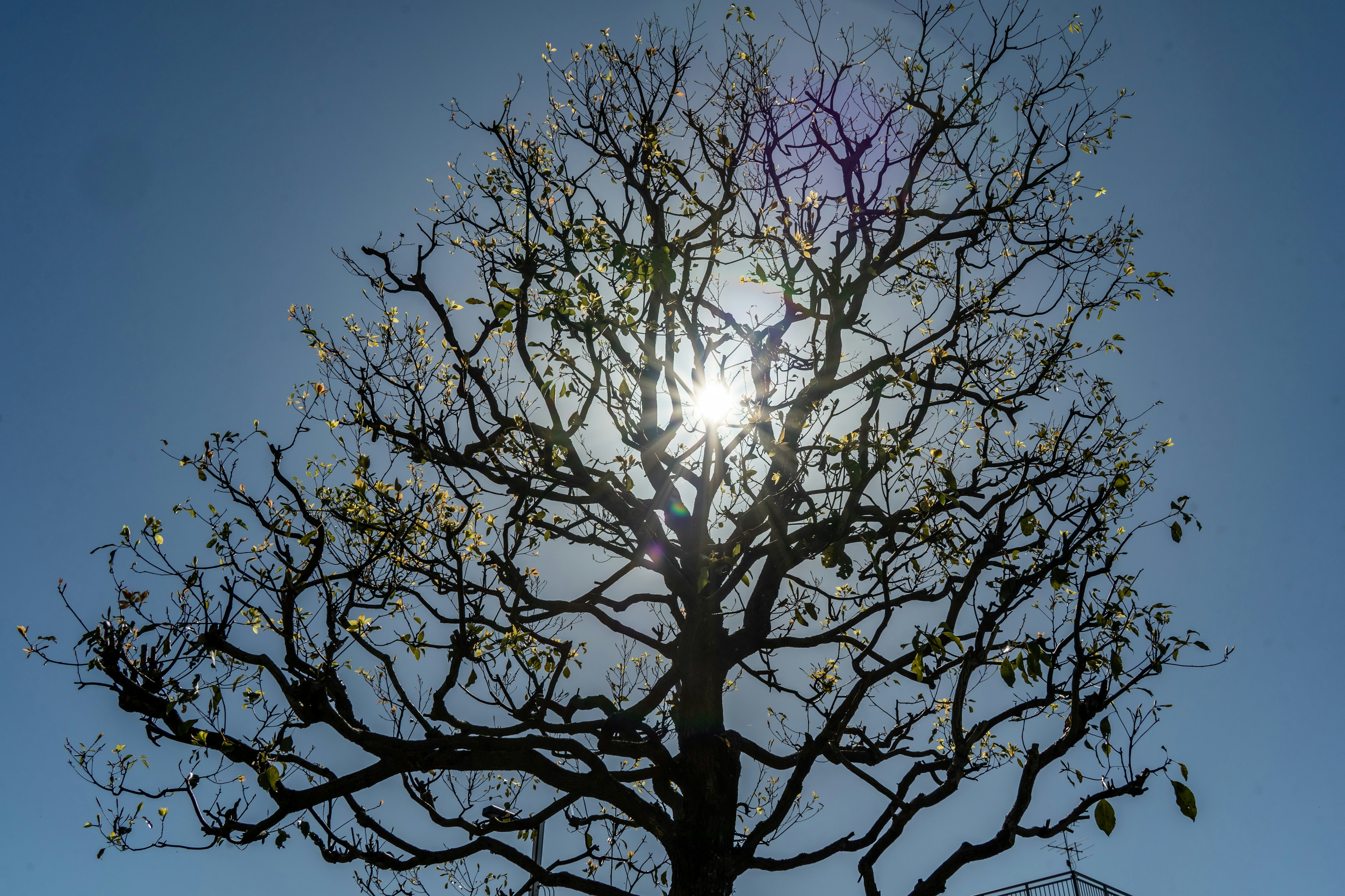 Silhouette of a leafless tree against the sun