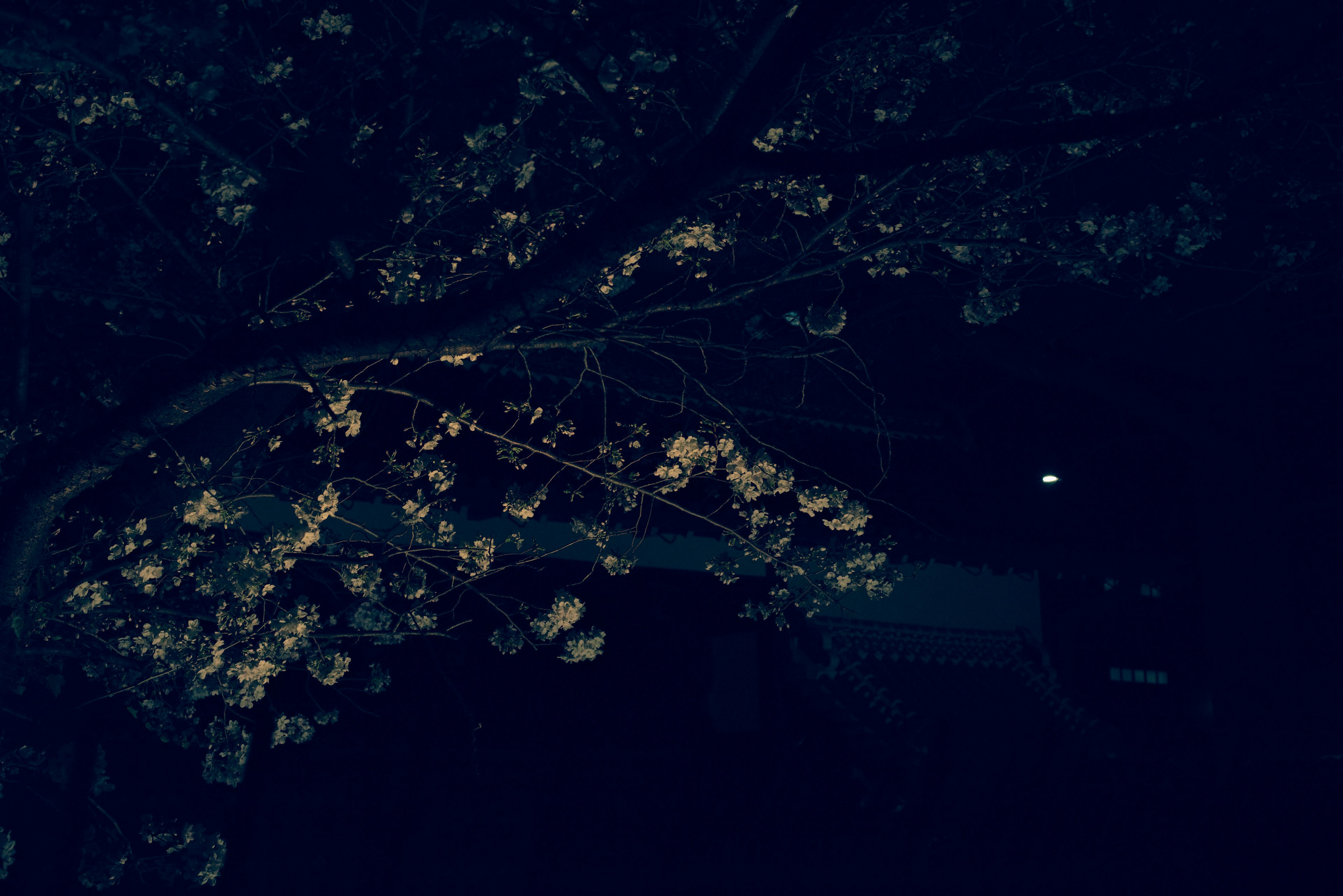 夜晚黑暗背景上的白花樹枝
