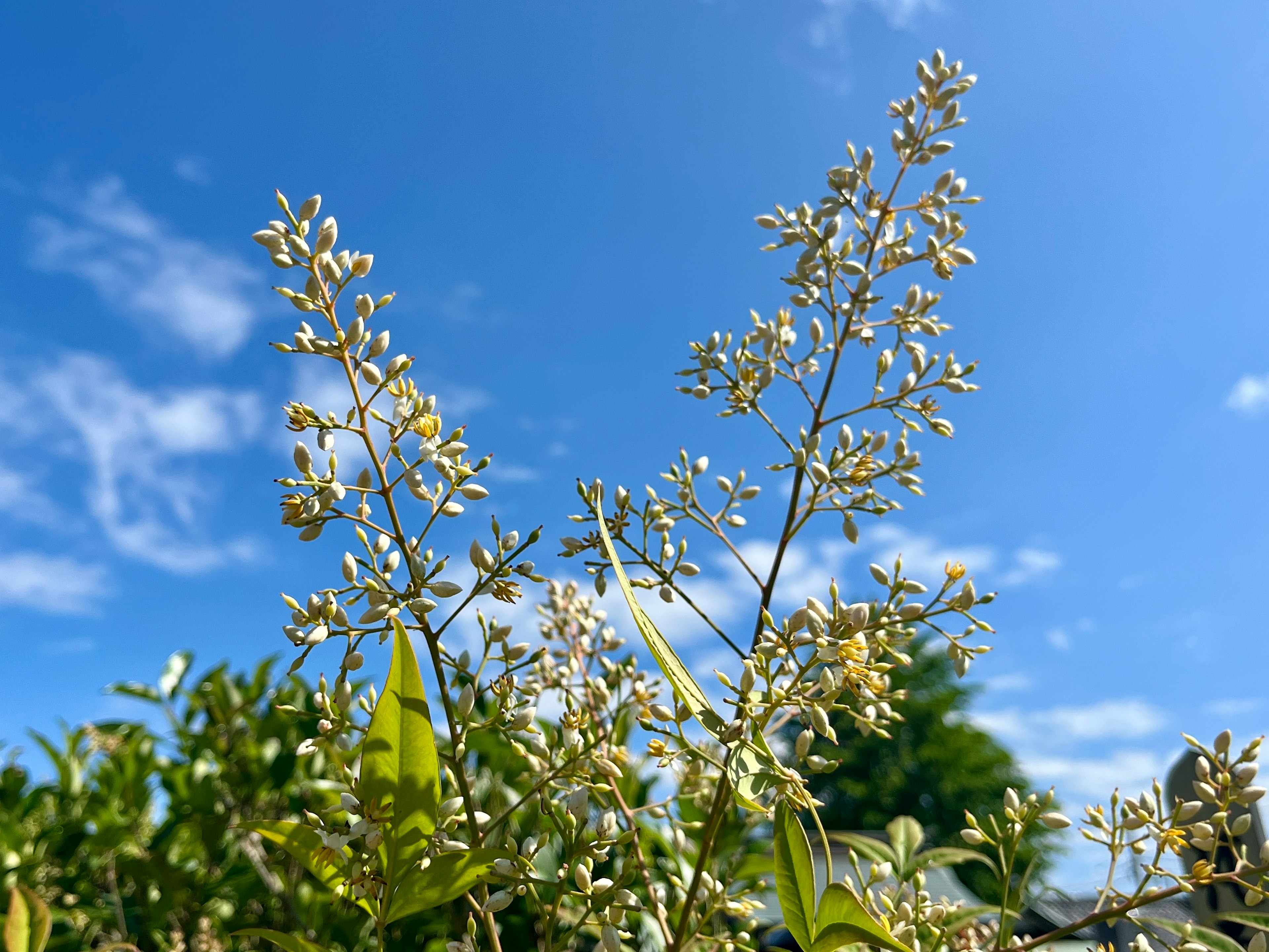 青空の下に咲く小さな白い花を持つ植物