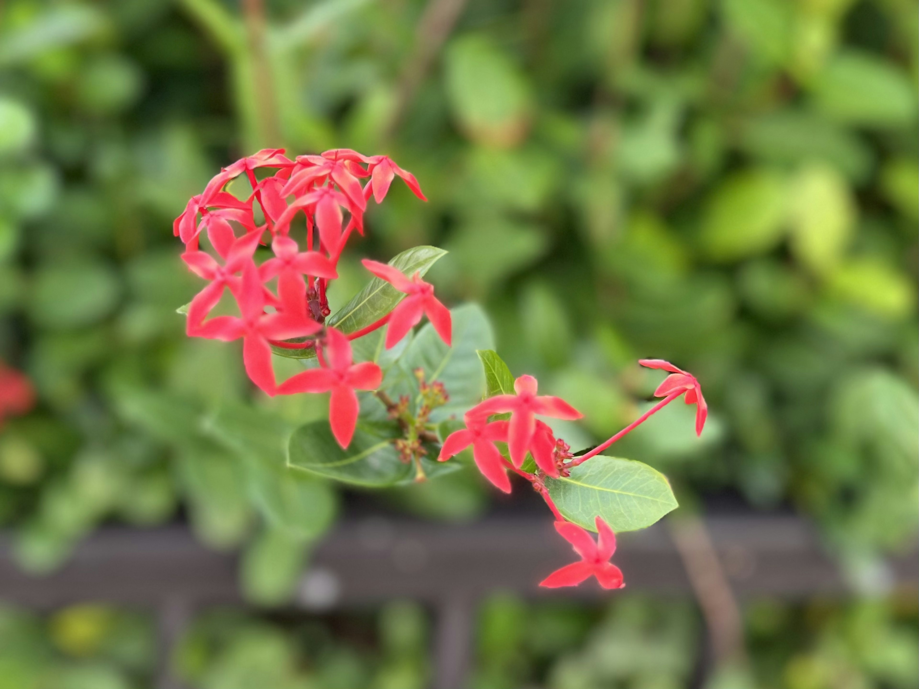 特写植物，鲜艳的红花和绿色叶子