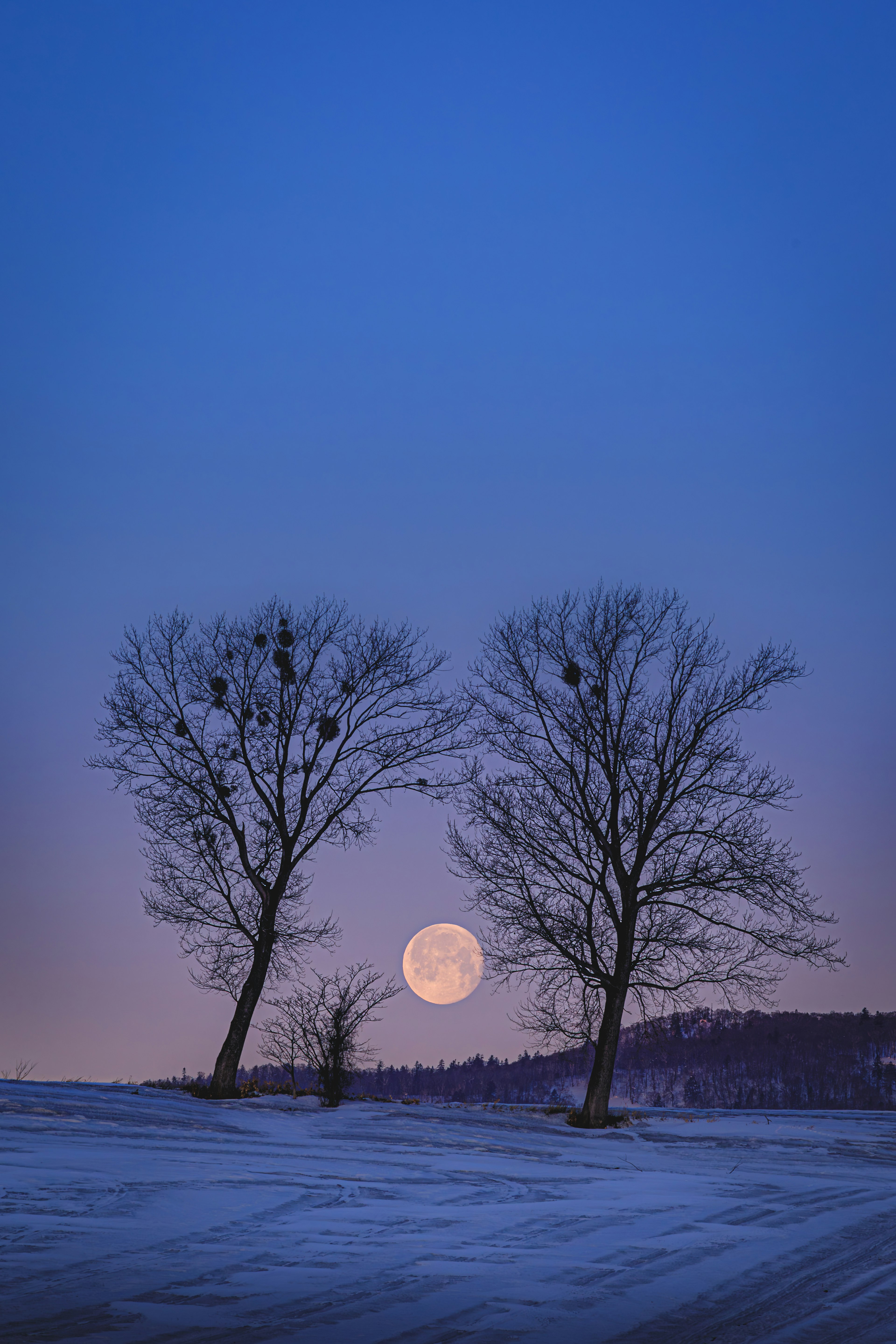 Silhouette von zwei Bäumen vor einem großen Mond in einem winterlichen Nachthimmel