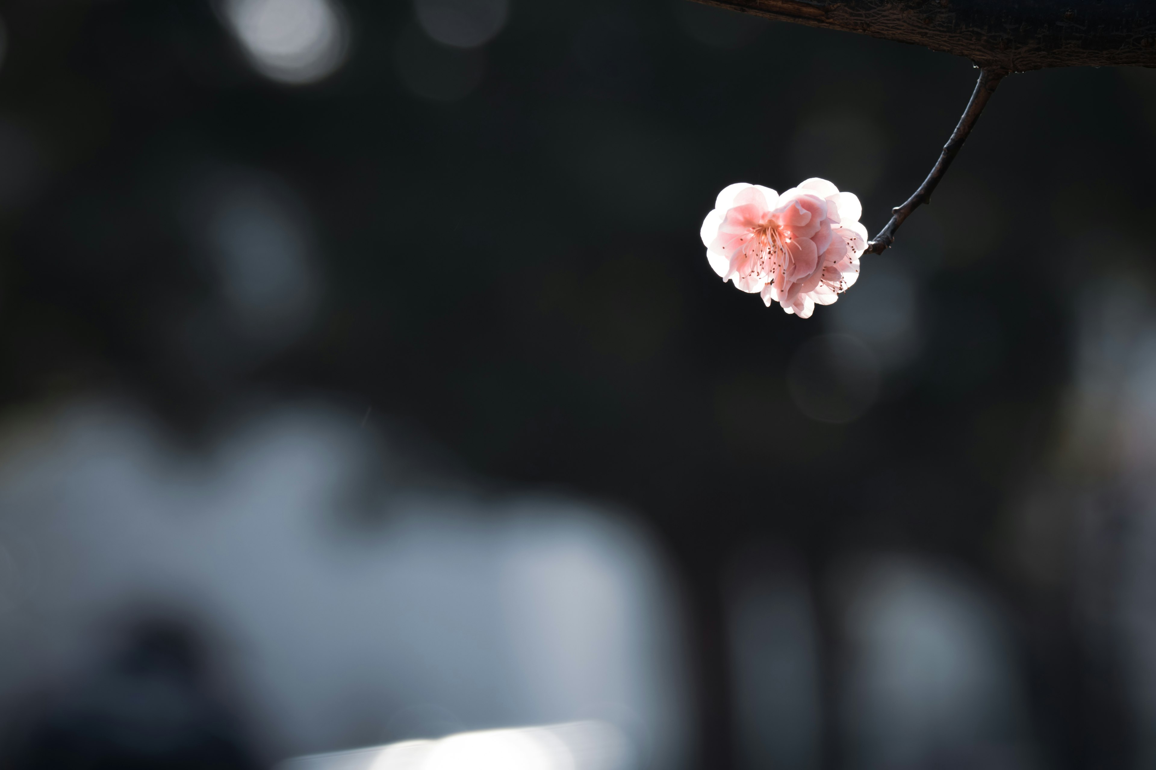 Una delicada flor rosa colgando de una rama en un entorno sereno