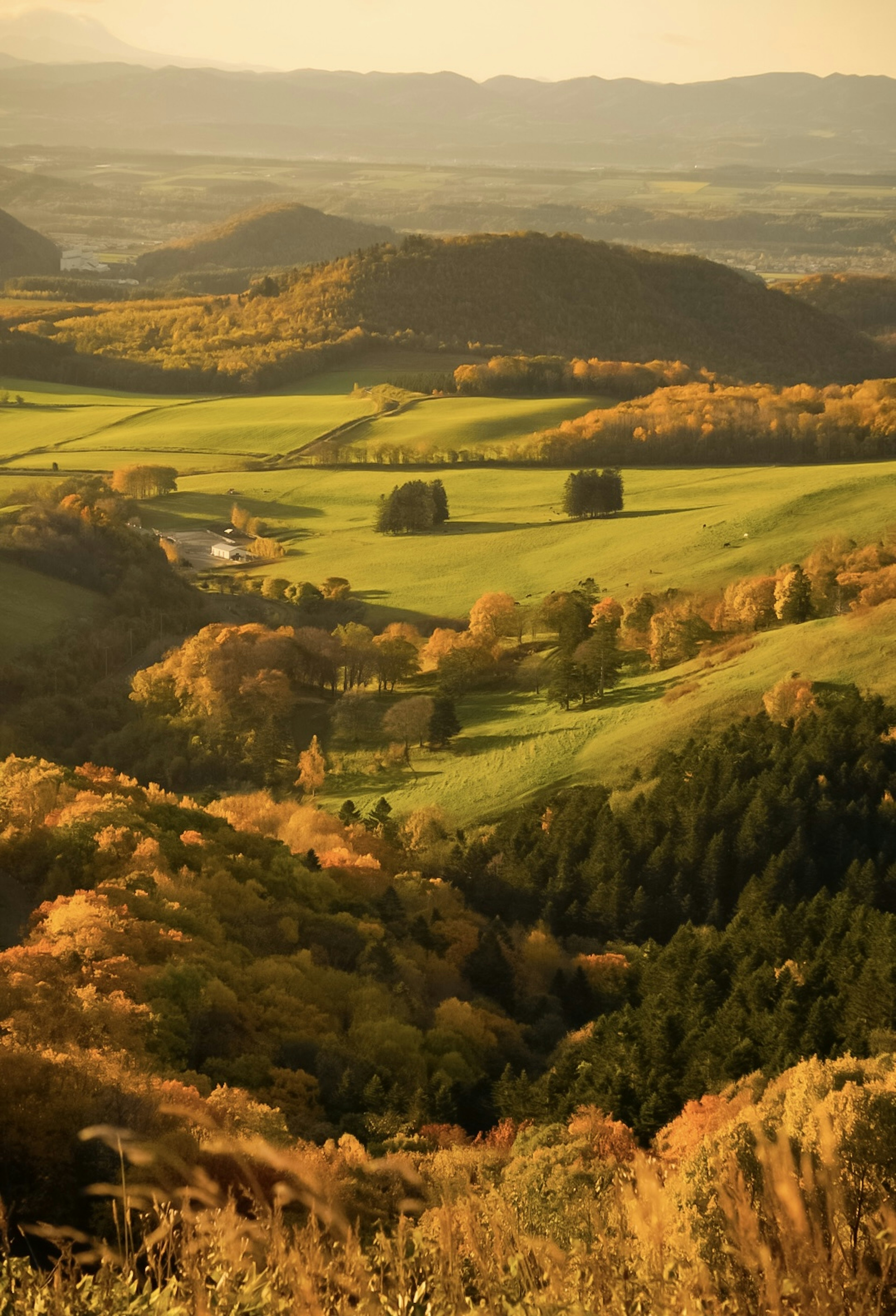 Paysage d'automne magnifique avec des arbres colorés et des prairies vertes