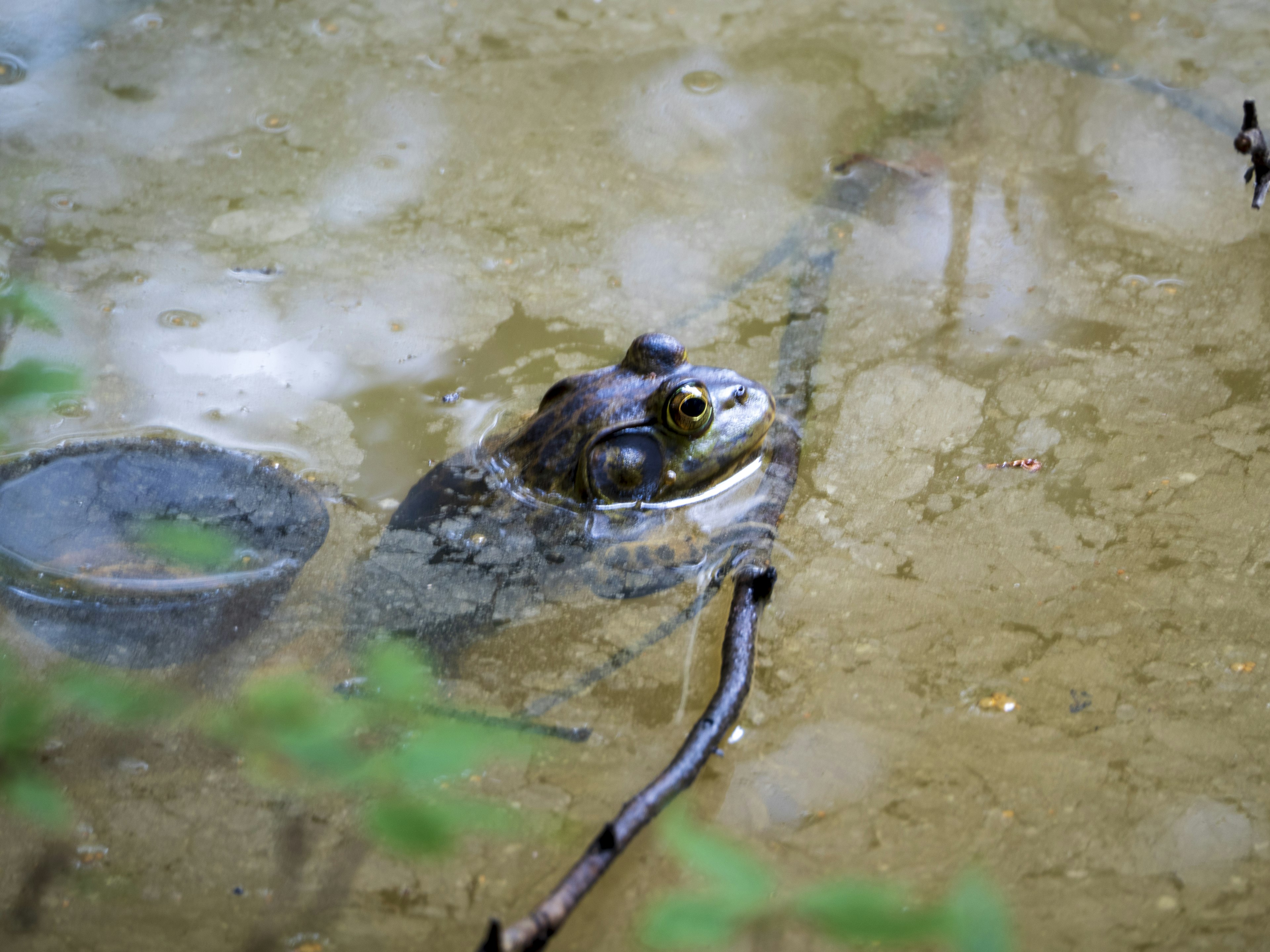 Tête de grenouille partiellement immergée dans l'eau entourée de plantes vertes