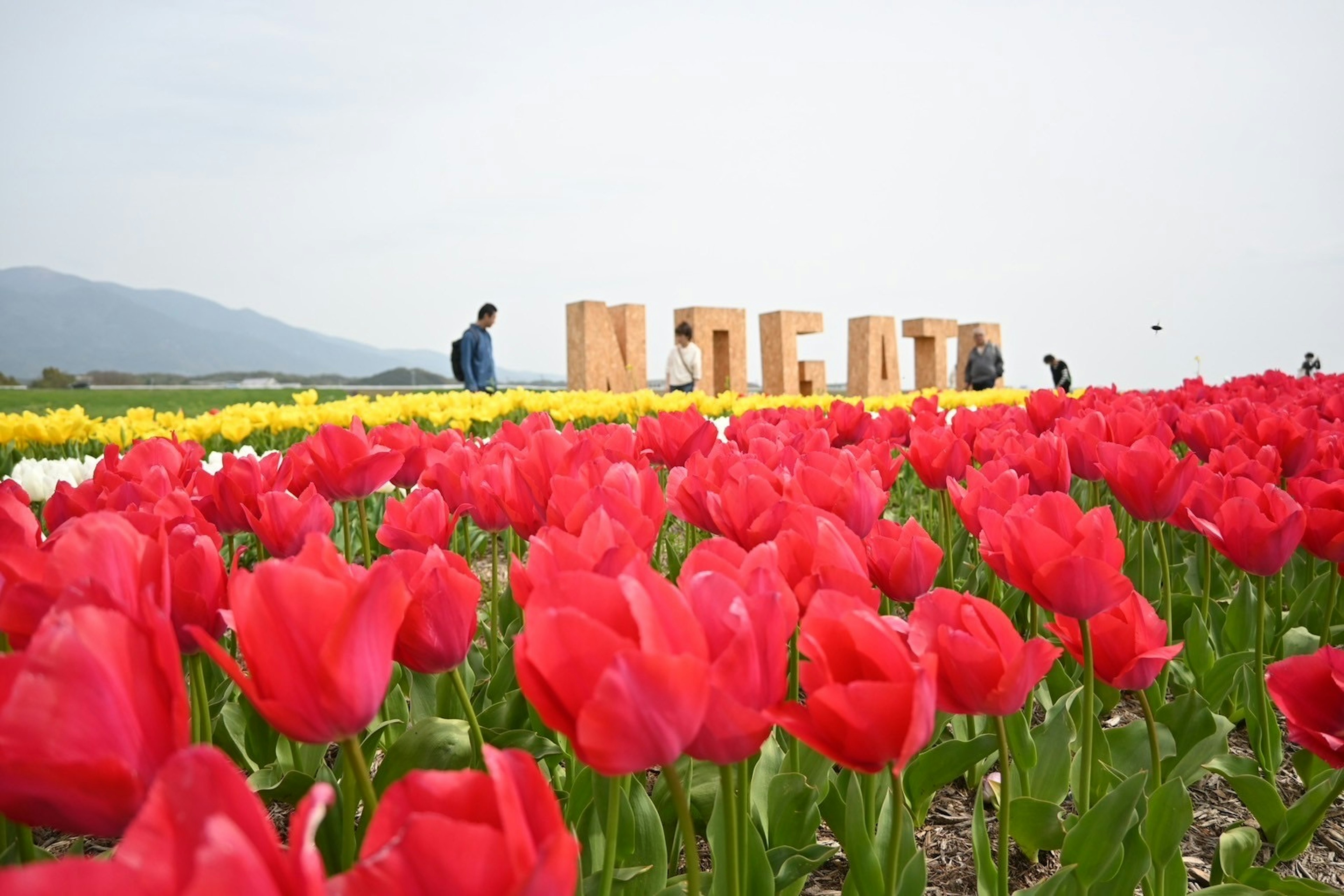 色鮮やかな赤いチューリップが咲く花畑と遠くに人々がいる風景