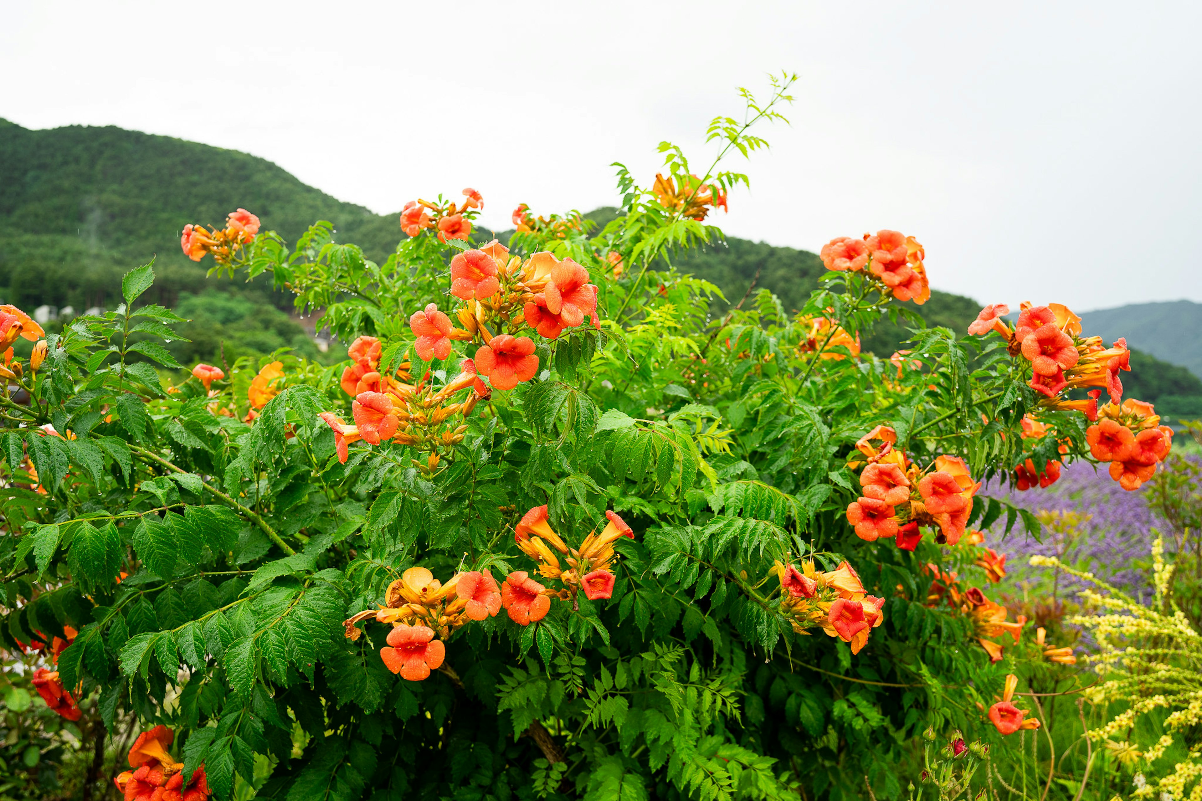 Gros plan d'une plante verte luxuriante avec des fleurs orange vives en fleurs arrière-plan avec des montagnes au loin