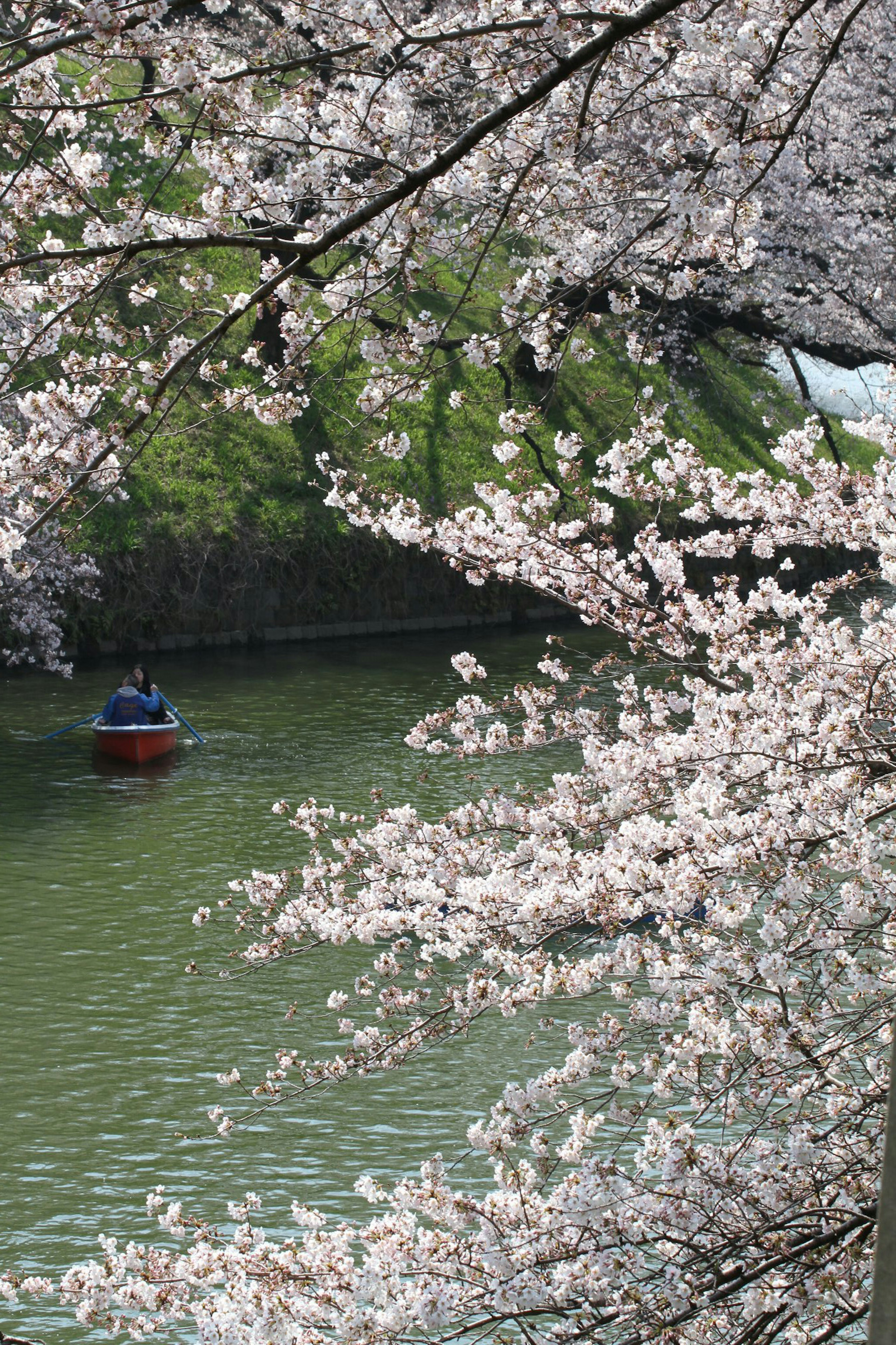 Person in a boat on a river surrounded by cherry blossoms