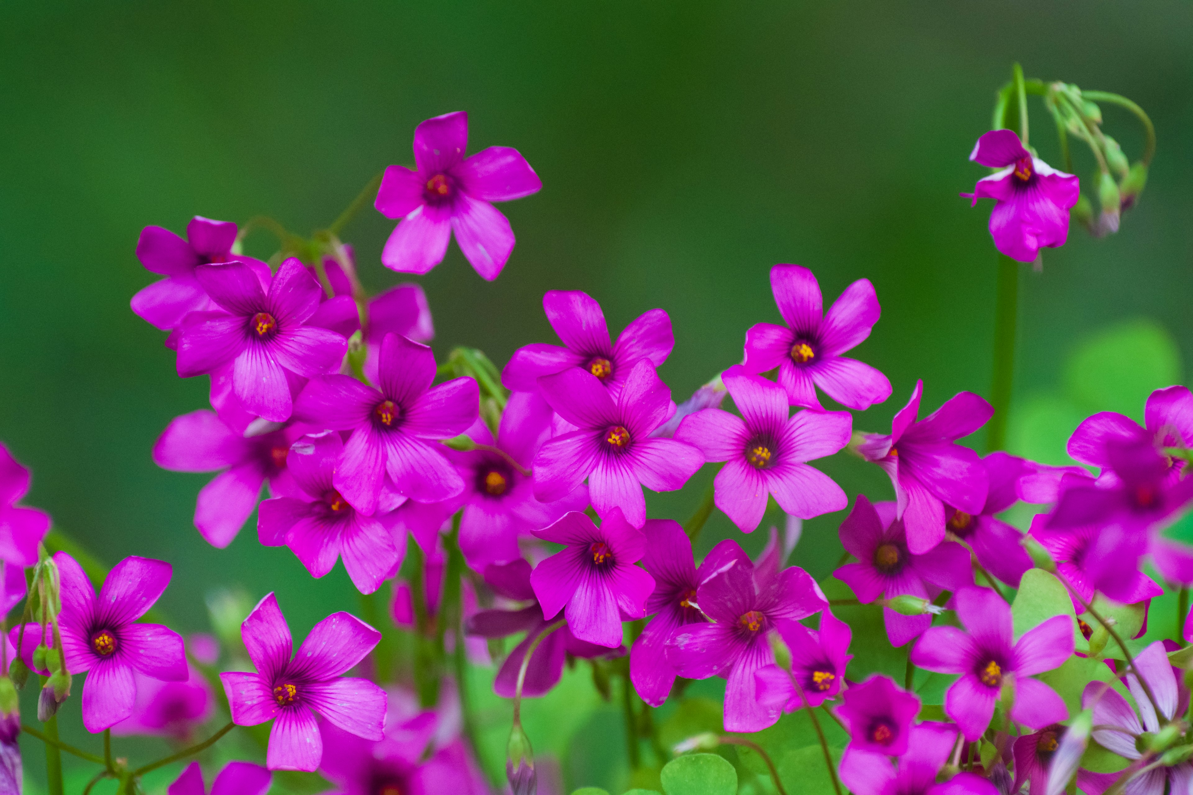 Close-up of vibrant purple flowers blooming