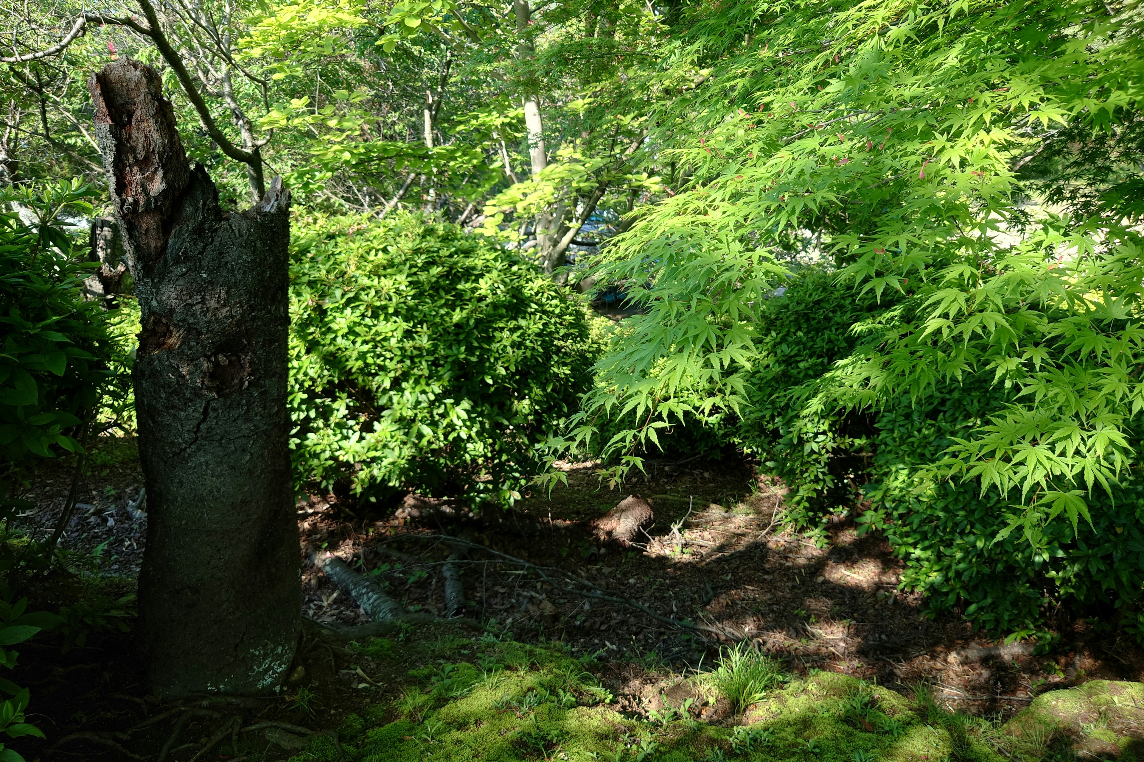 A lush green forest featuring a stream and a fallen tree