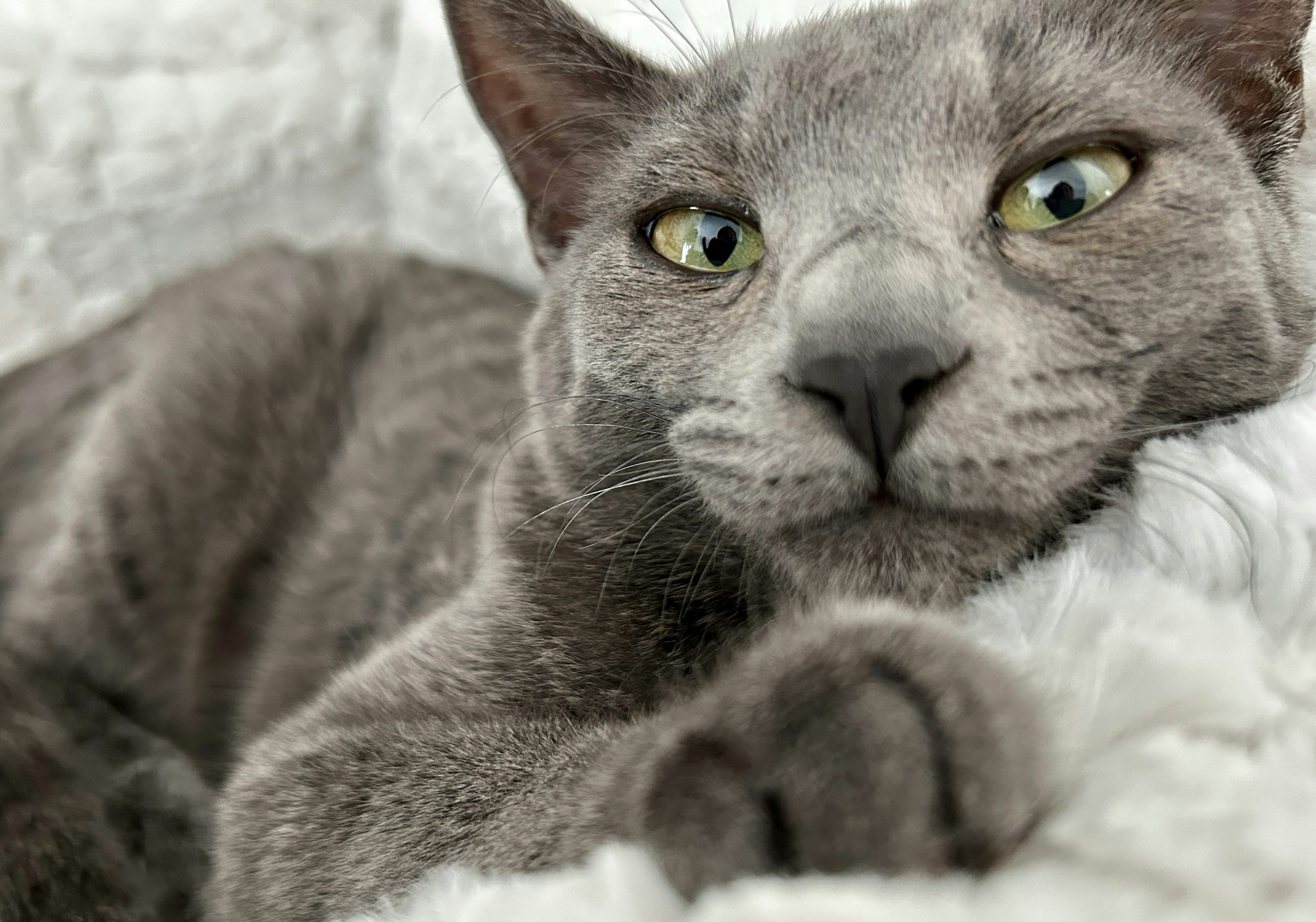 Kucing abu-abu bersantai di atas selimut putih berbulu