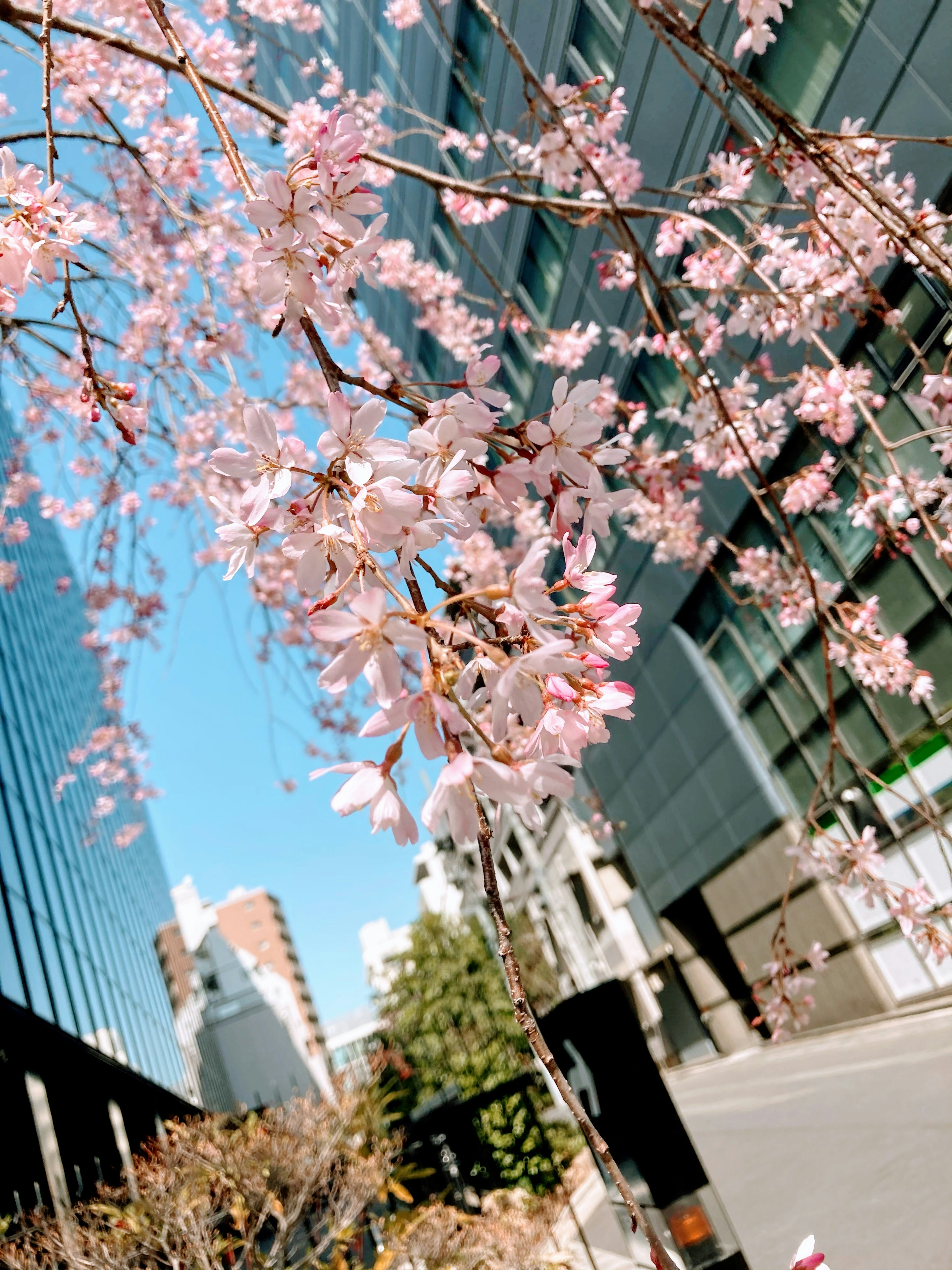 Bunga sakura mekar di bawah langit biru dengan gedung di latar belakang