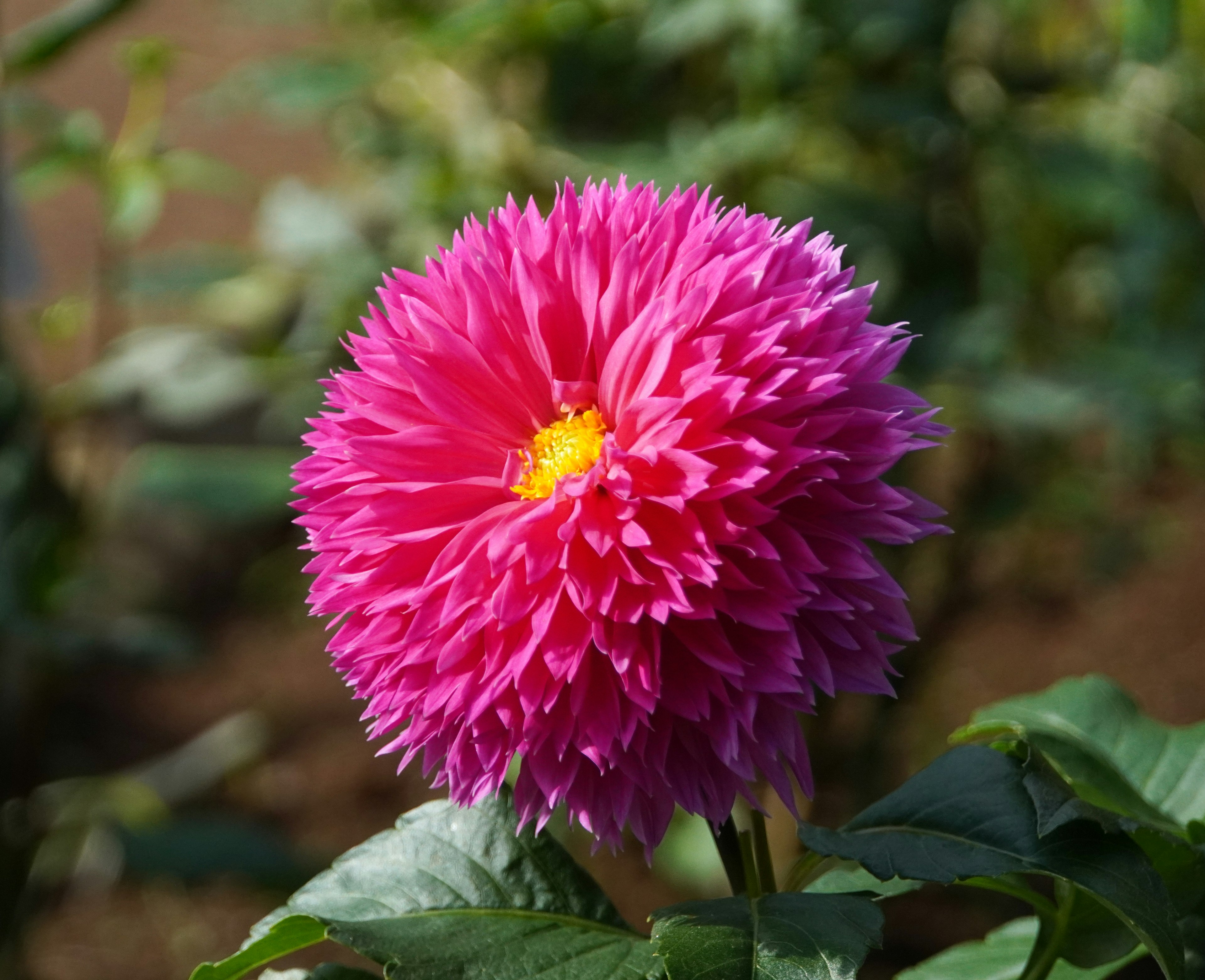 Vibrant pink dahlia flower in full bloom