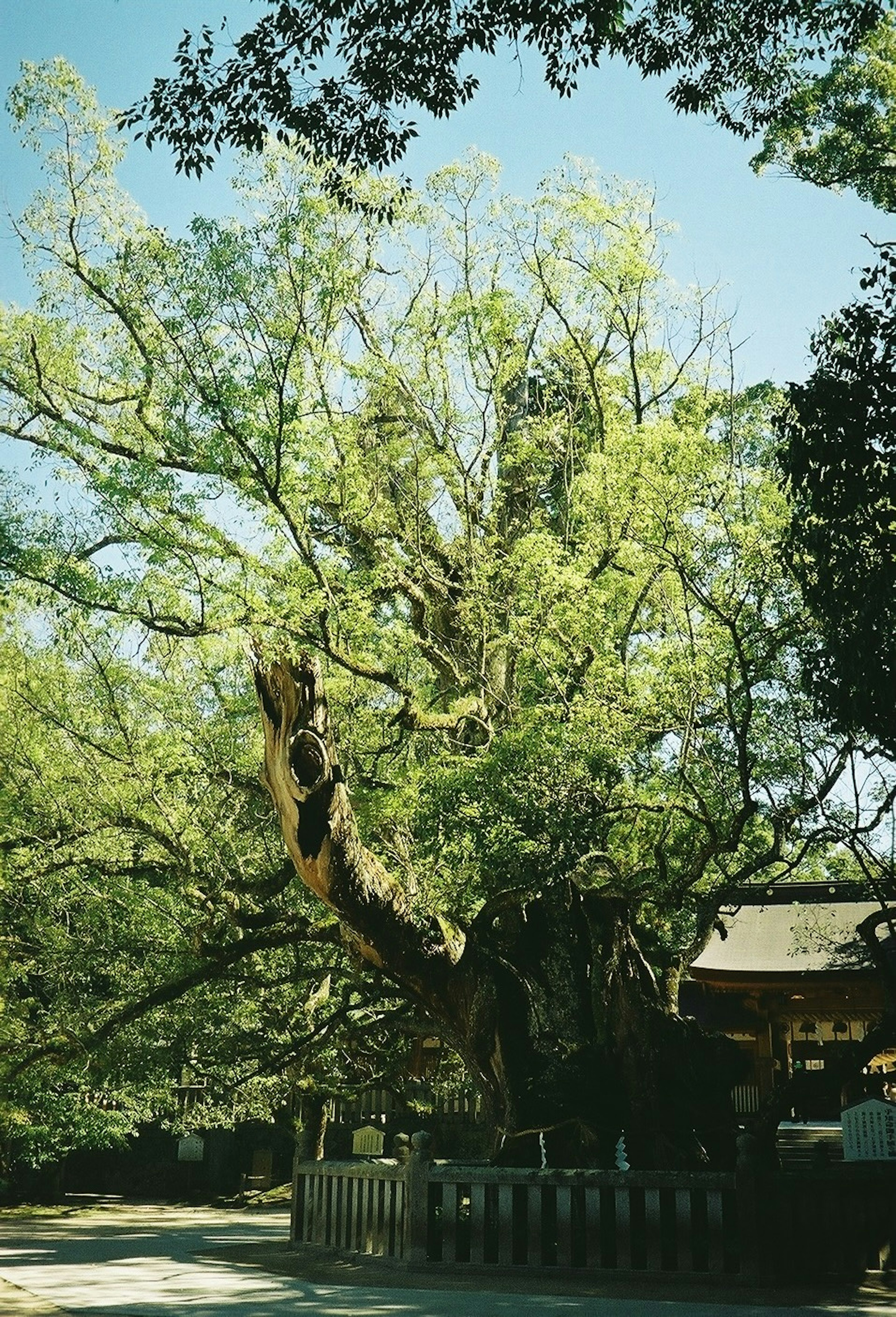 Large green tree surrounded by natural landscape