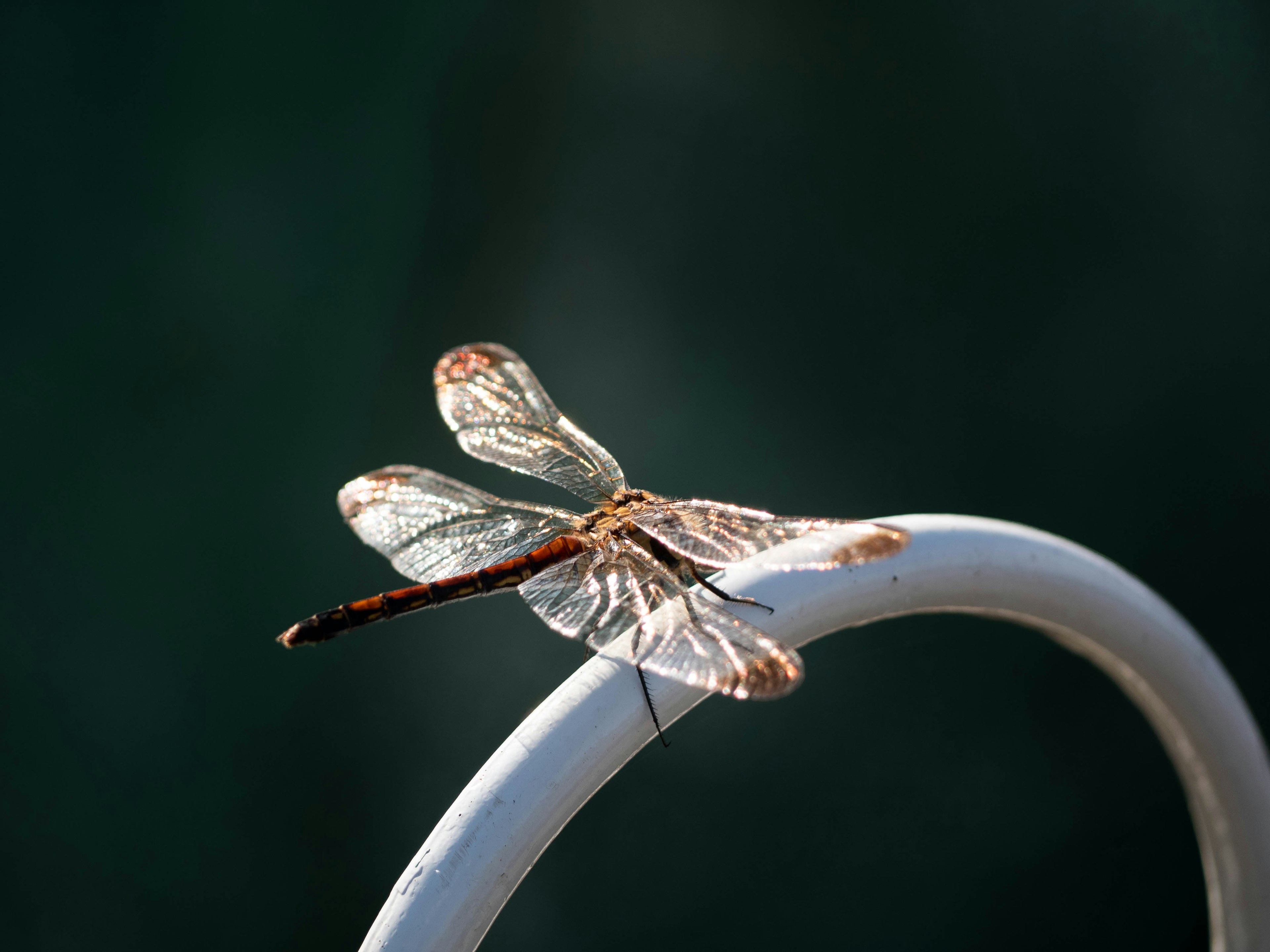 A dragonfly with transparent wings perched on a white pipe