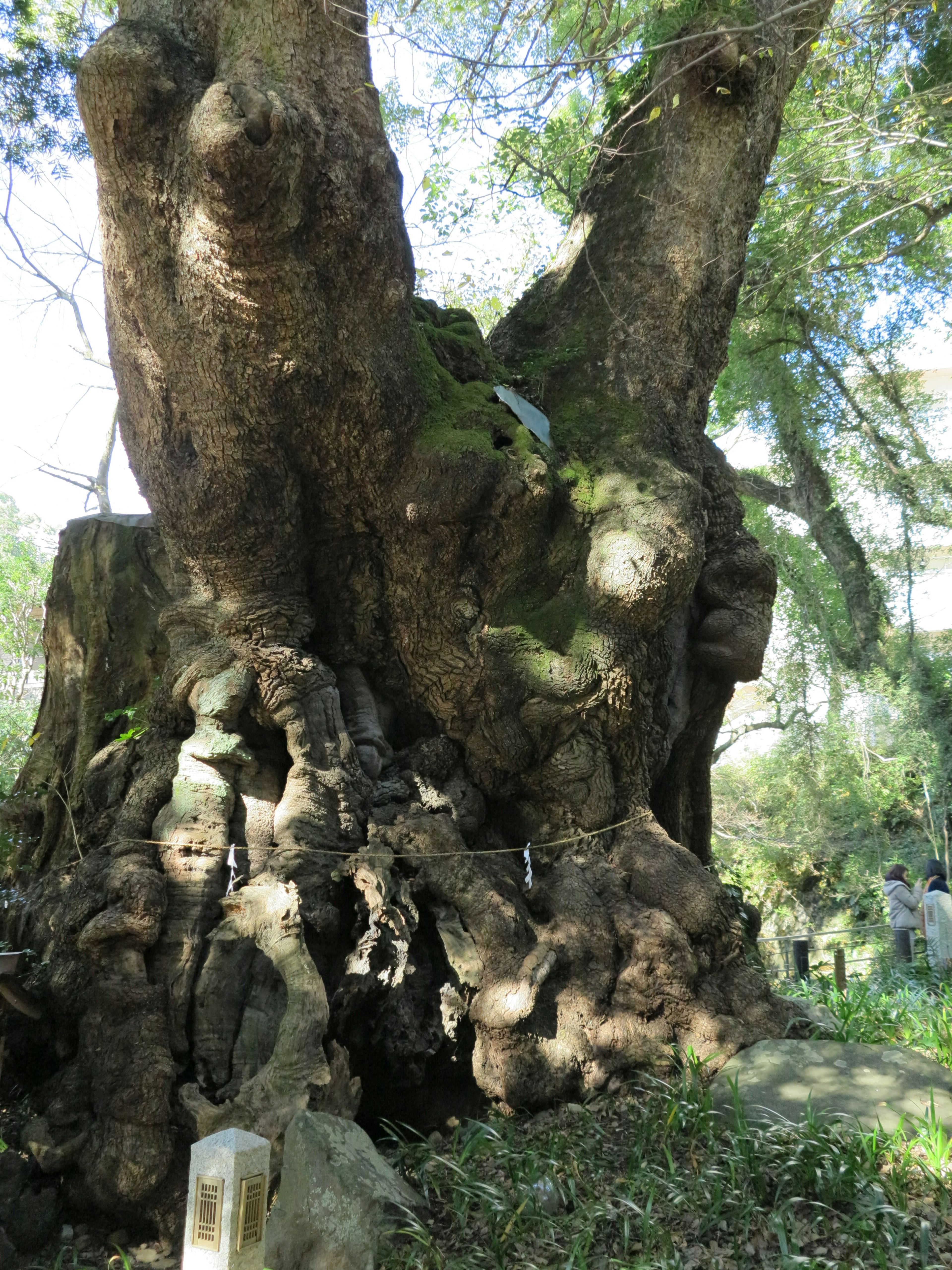 Ancient tree trunk with unique twisted roots and lush green foliage