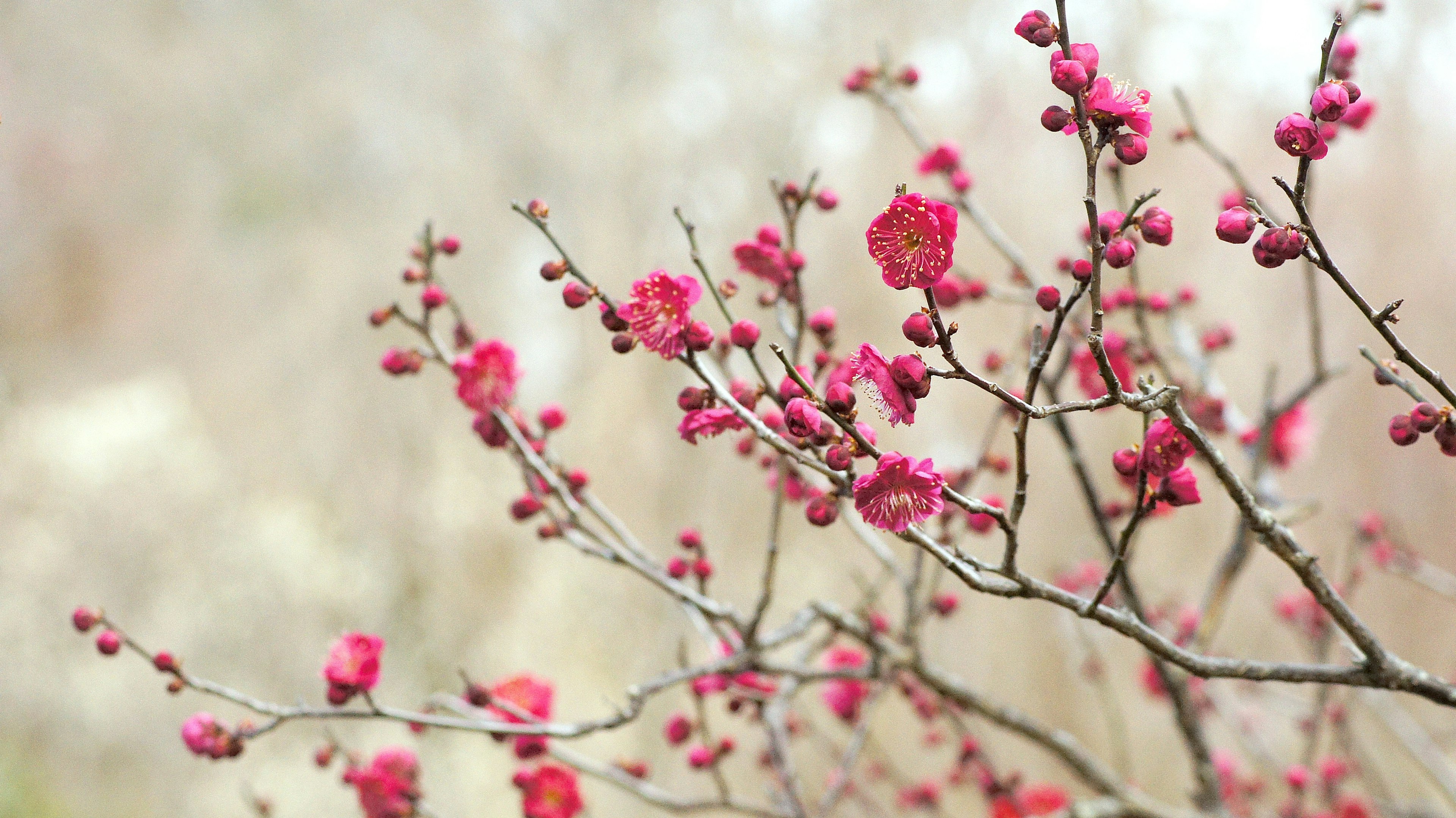 Branches of a flowering tree with vibrant pink blossoms