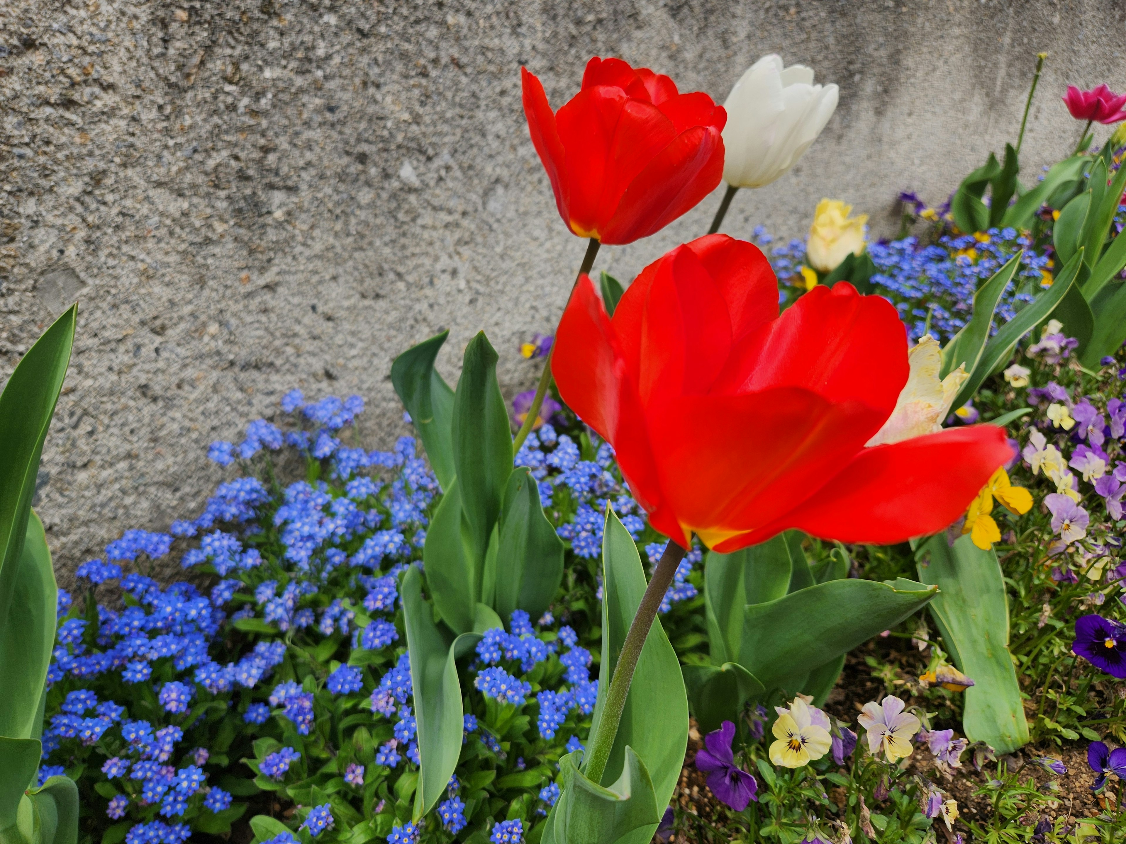 Tulipanes rojos y flores azules floreciendo en un jardín