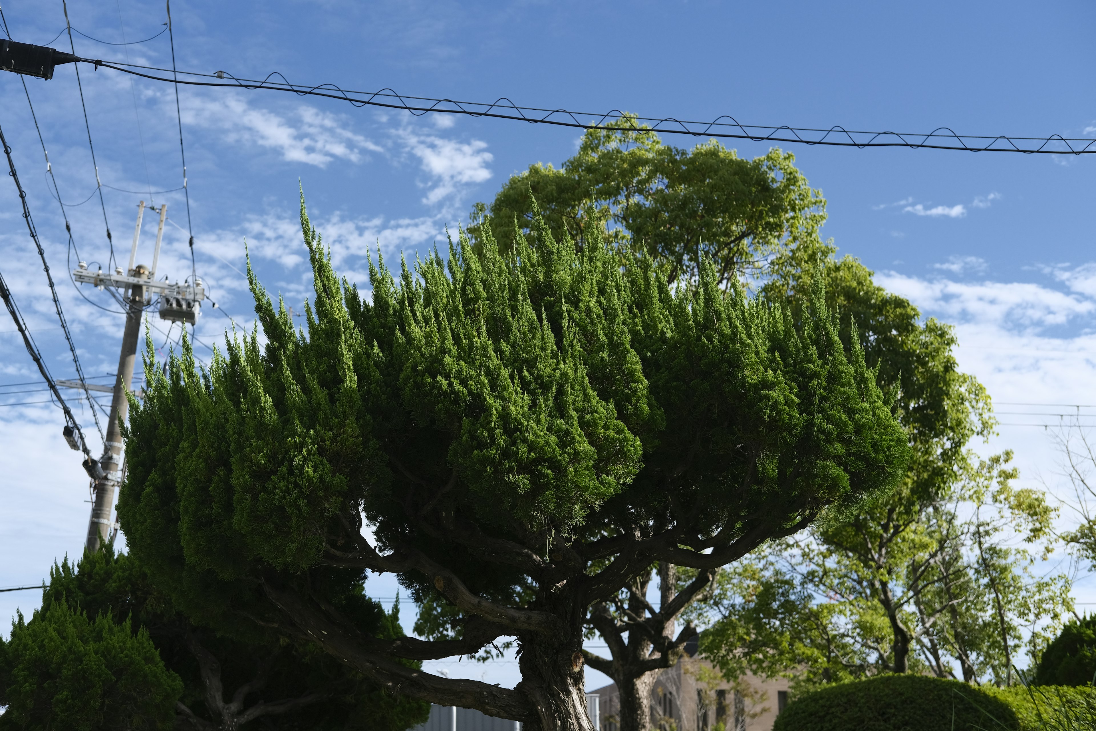 Bild eines einzigartig geformten Baumes unter einem blauen Himmel