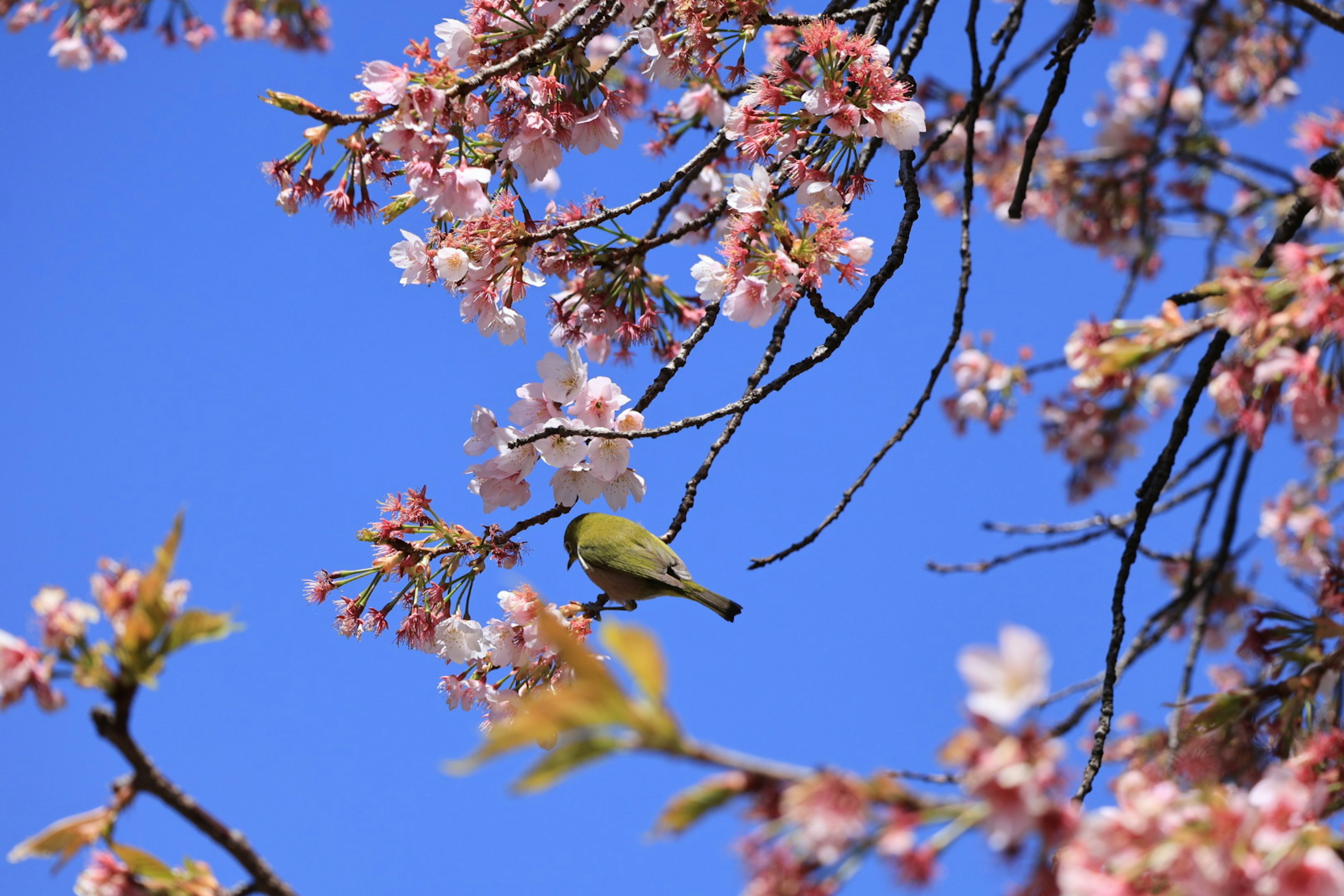 Pemandangan indah bunga sakura dan burung kecil di latar belakang langit biru