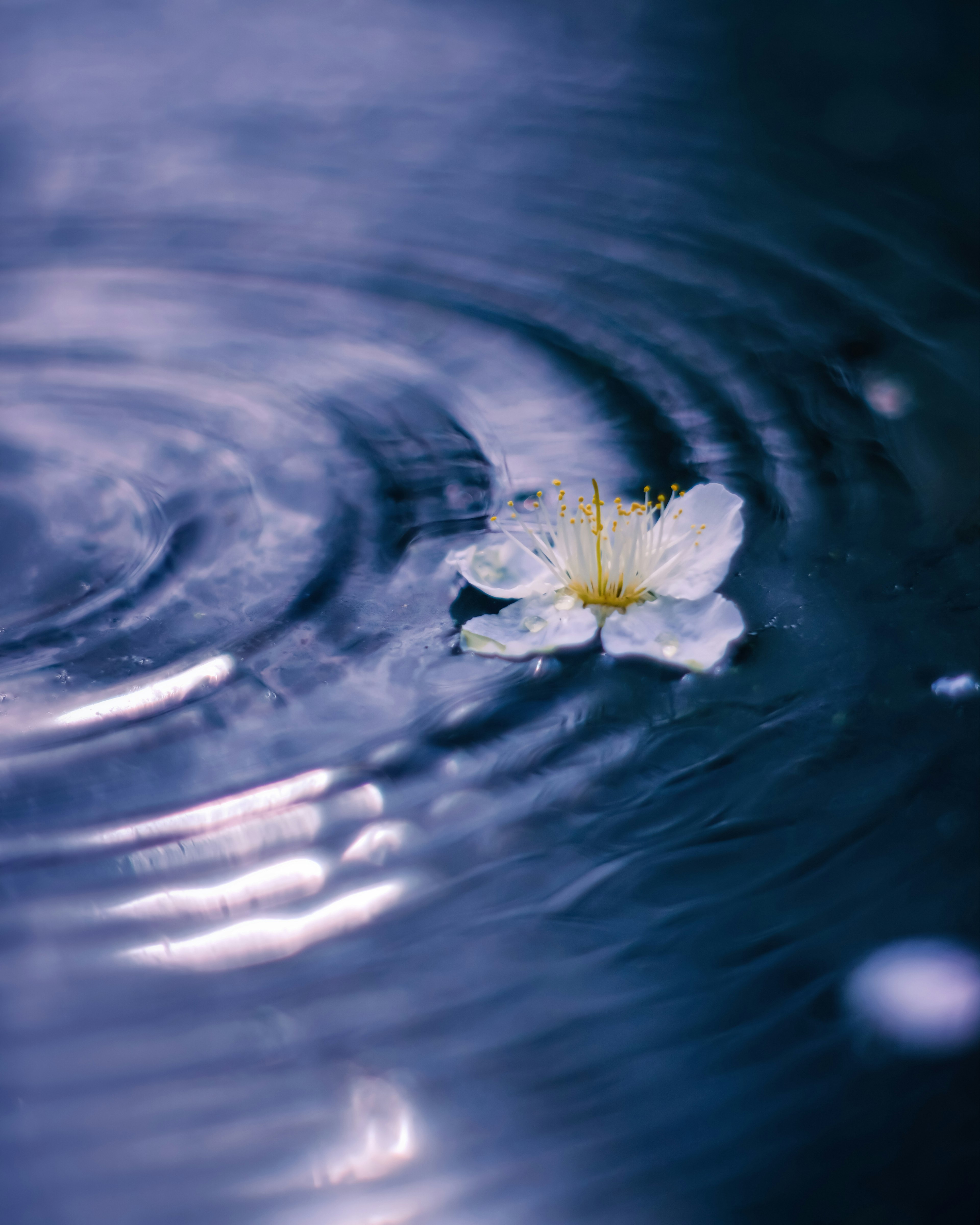 A close-up of a white flower petal floating on water with ripples