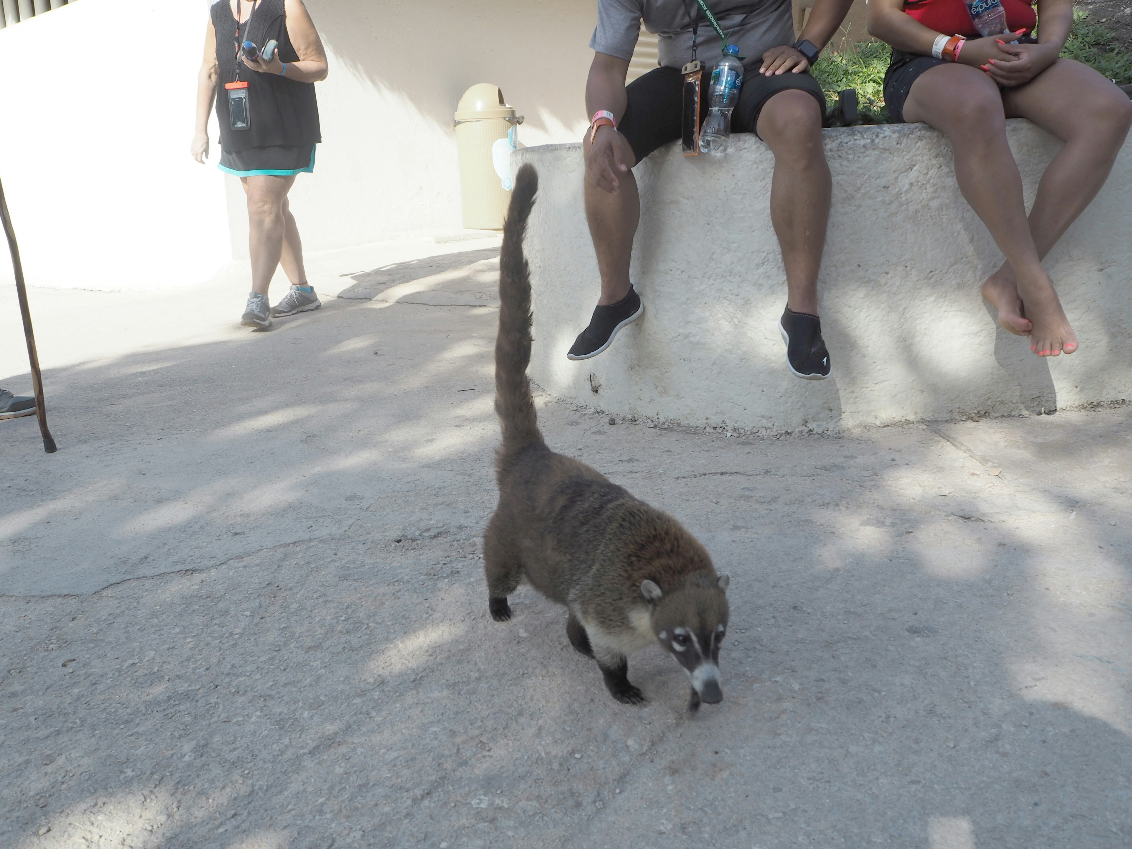 A gray animal walking near people sitting on a ledge