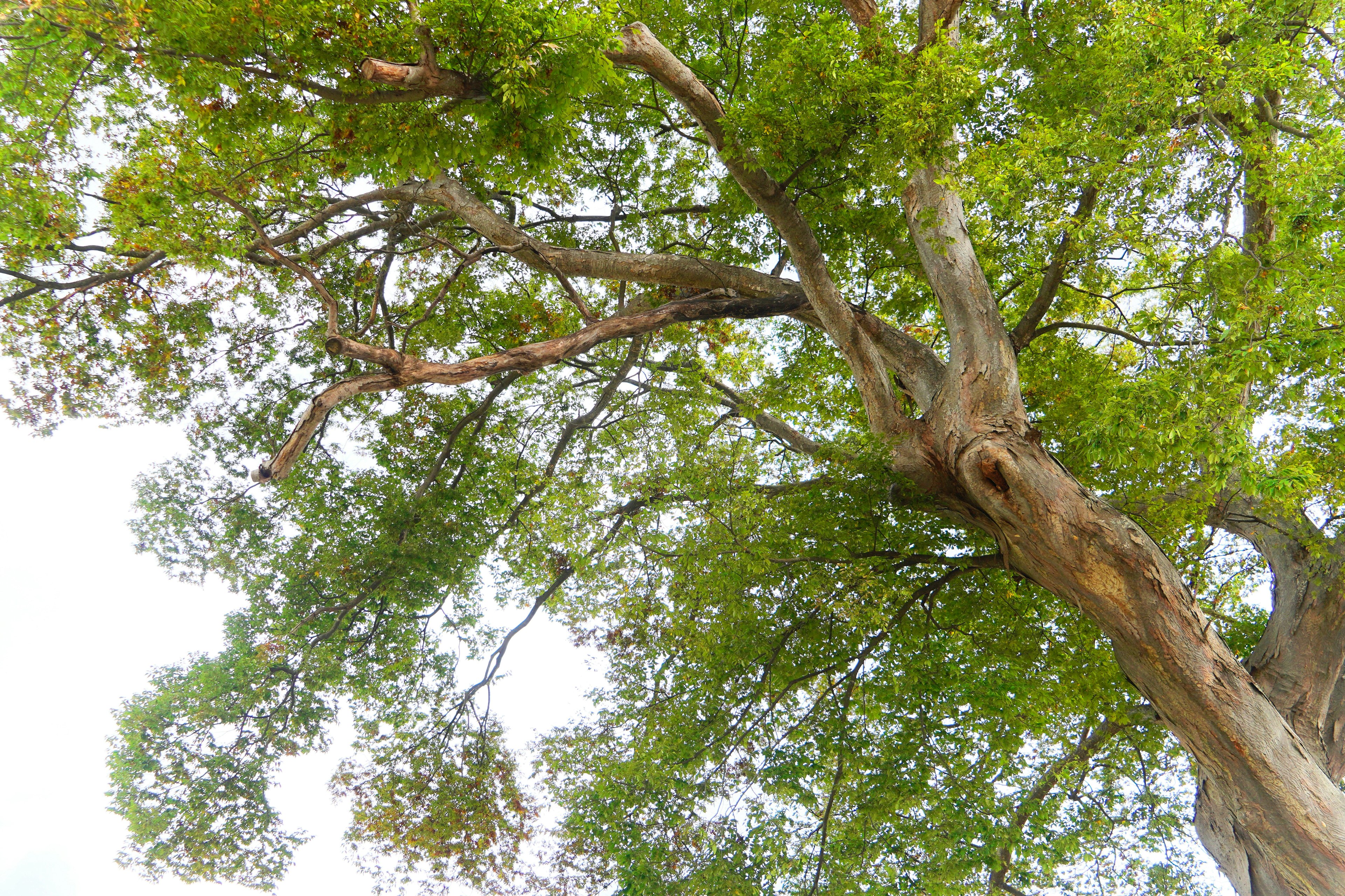 A lush tree with sprawling branches and vibrant green leaves