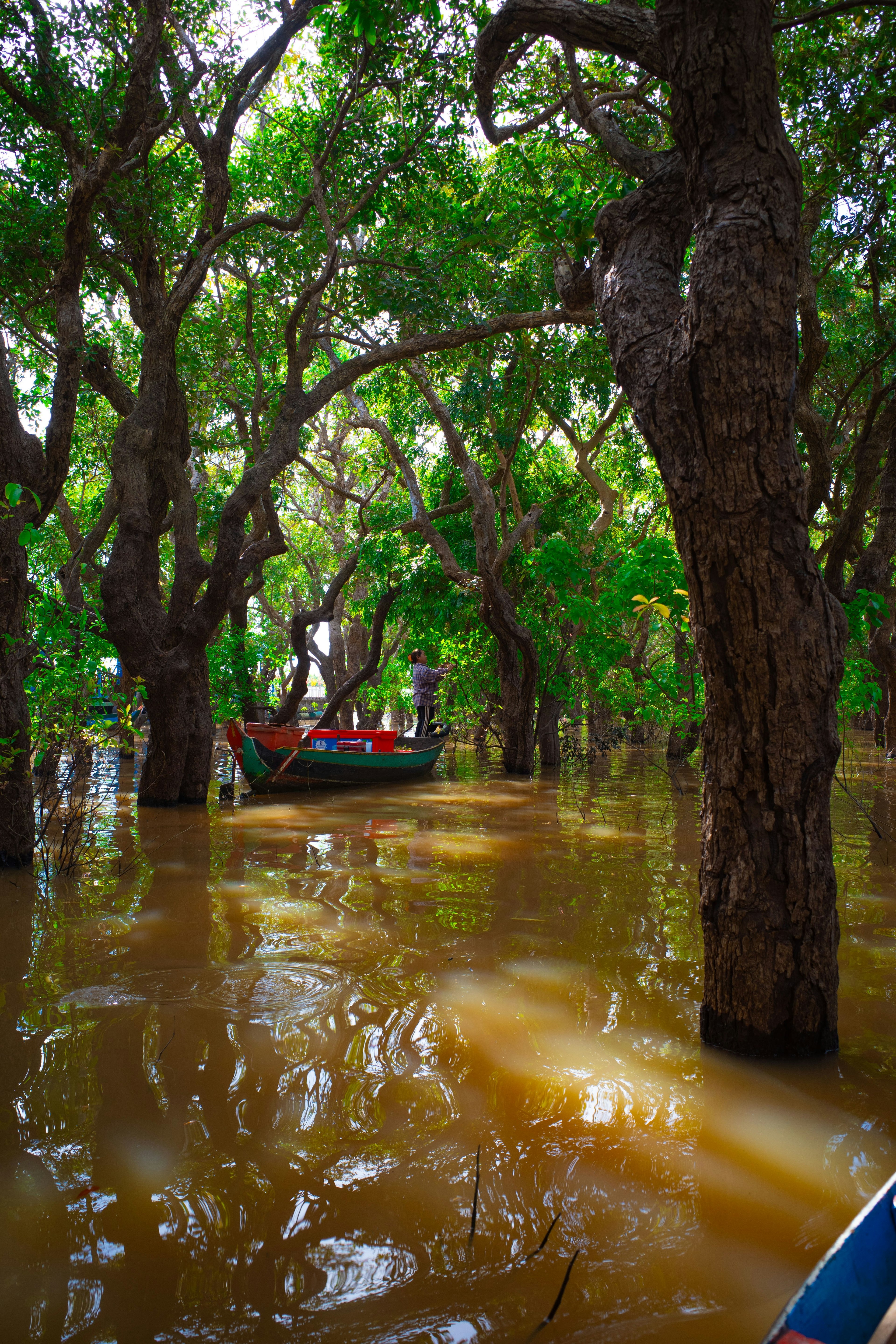 Flooded landscape with green trees and a boat