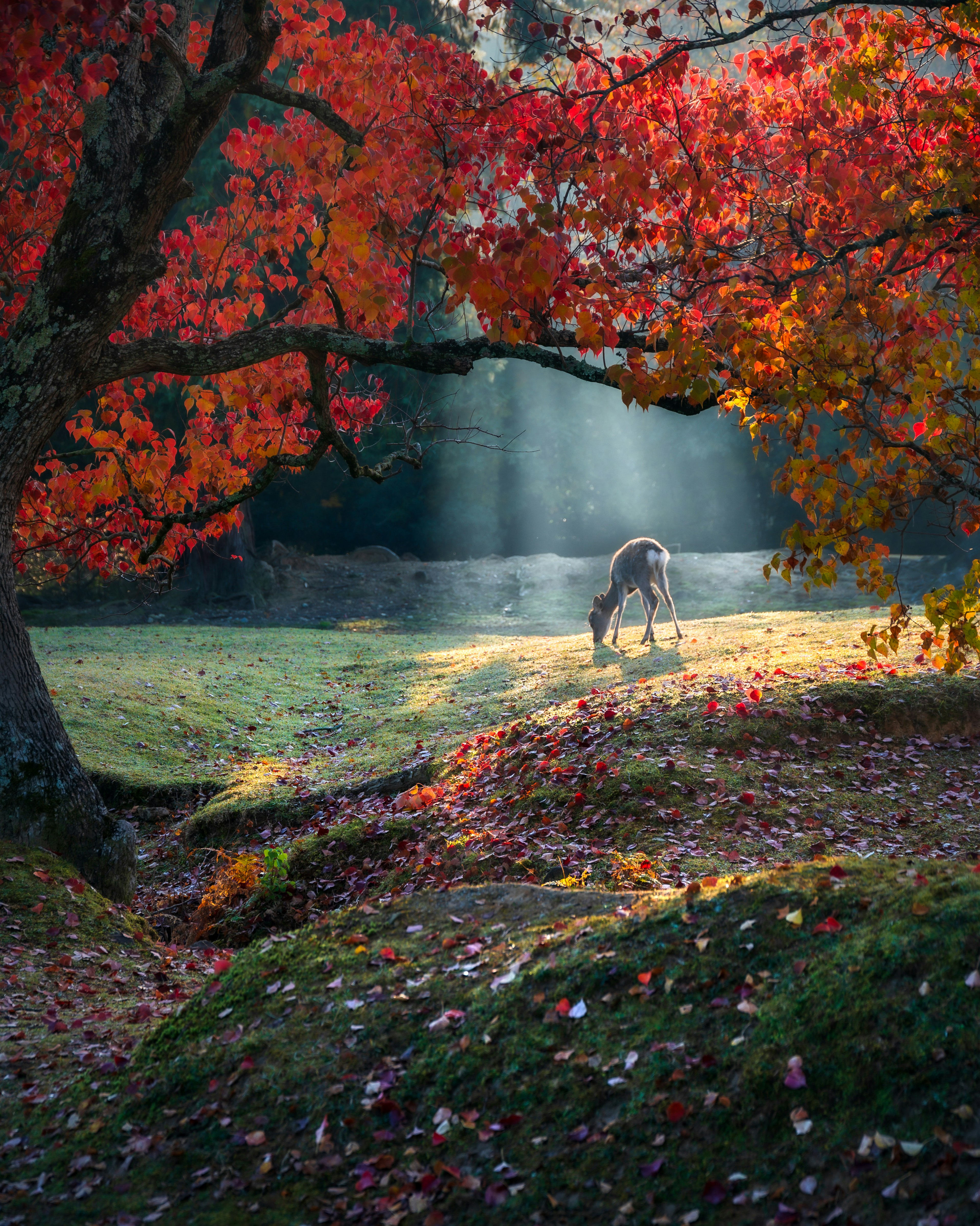 秋の紅葉と光が差し込む森の中で草を食べる鹿