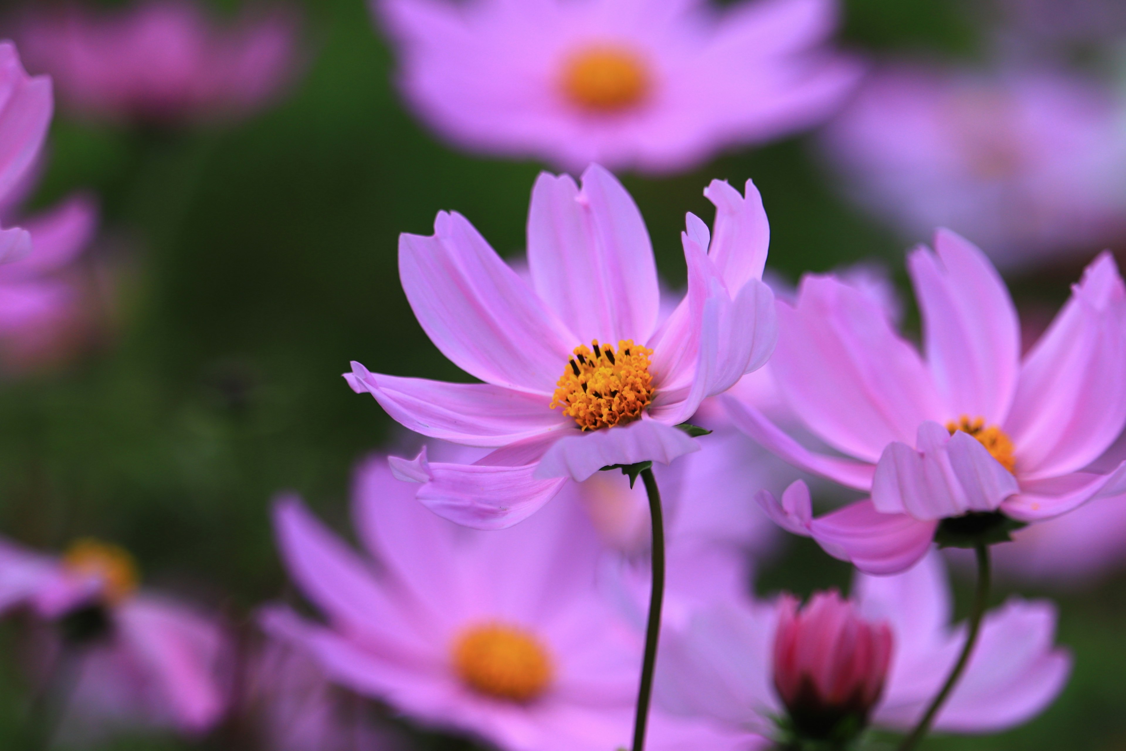 Primer plano de flores de cosmos rosas con centros amarillos