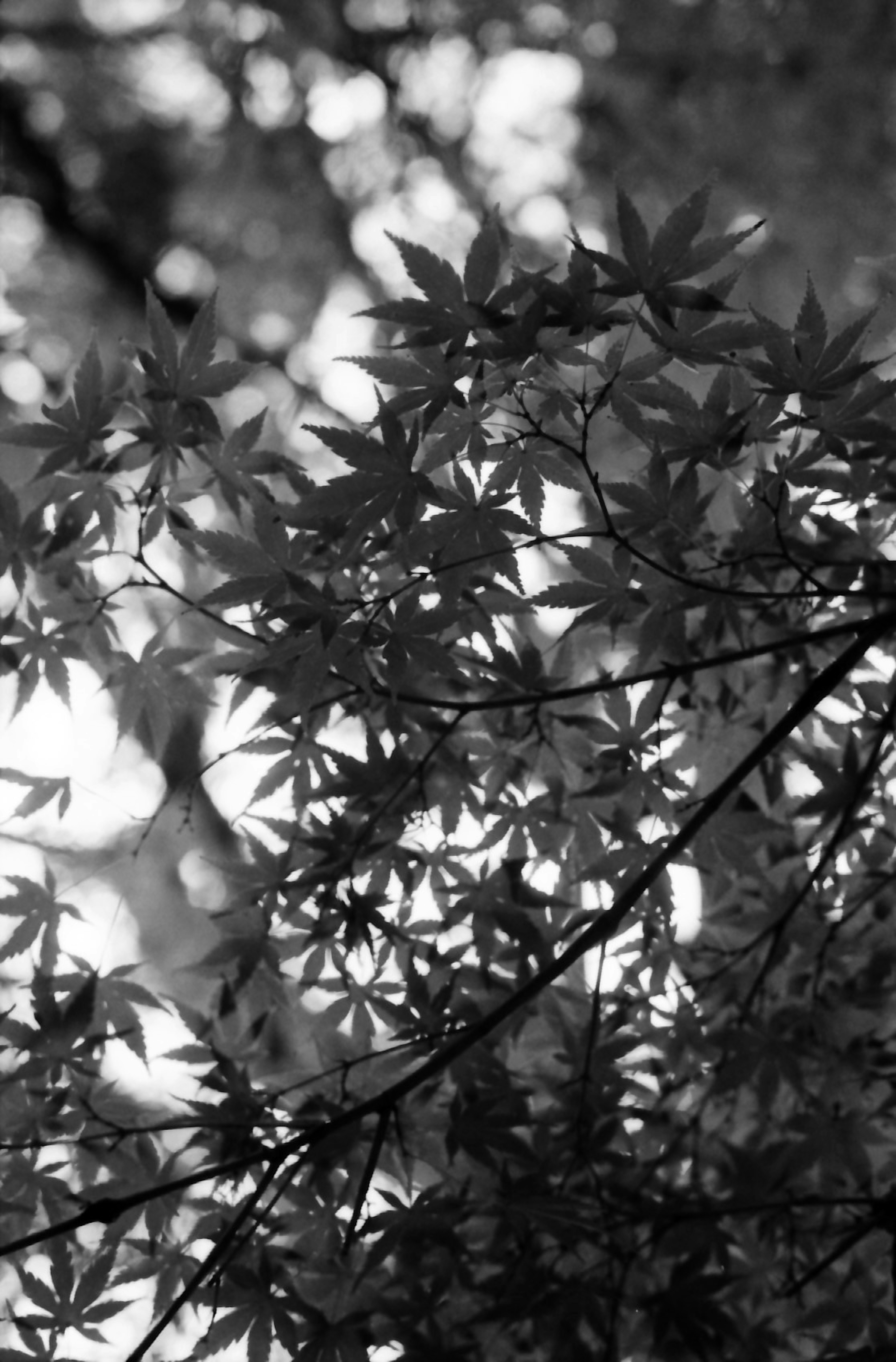 Acercamiento de hojas de arce en blanco y negro en un jardín