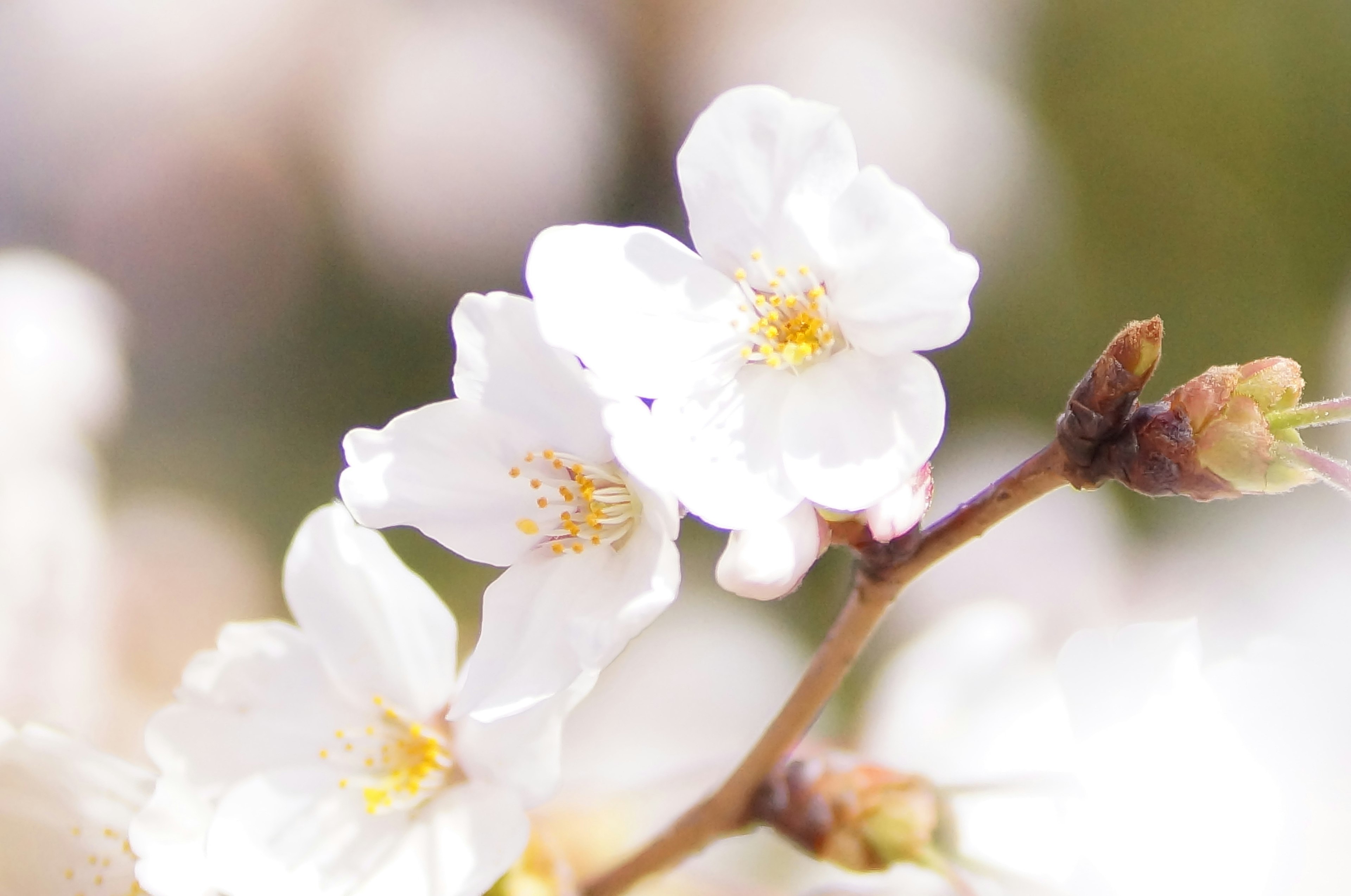 Nahaufnahme von weißen Blumen mit sanften Blütenblättern und verschwommenem Hintergrund