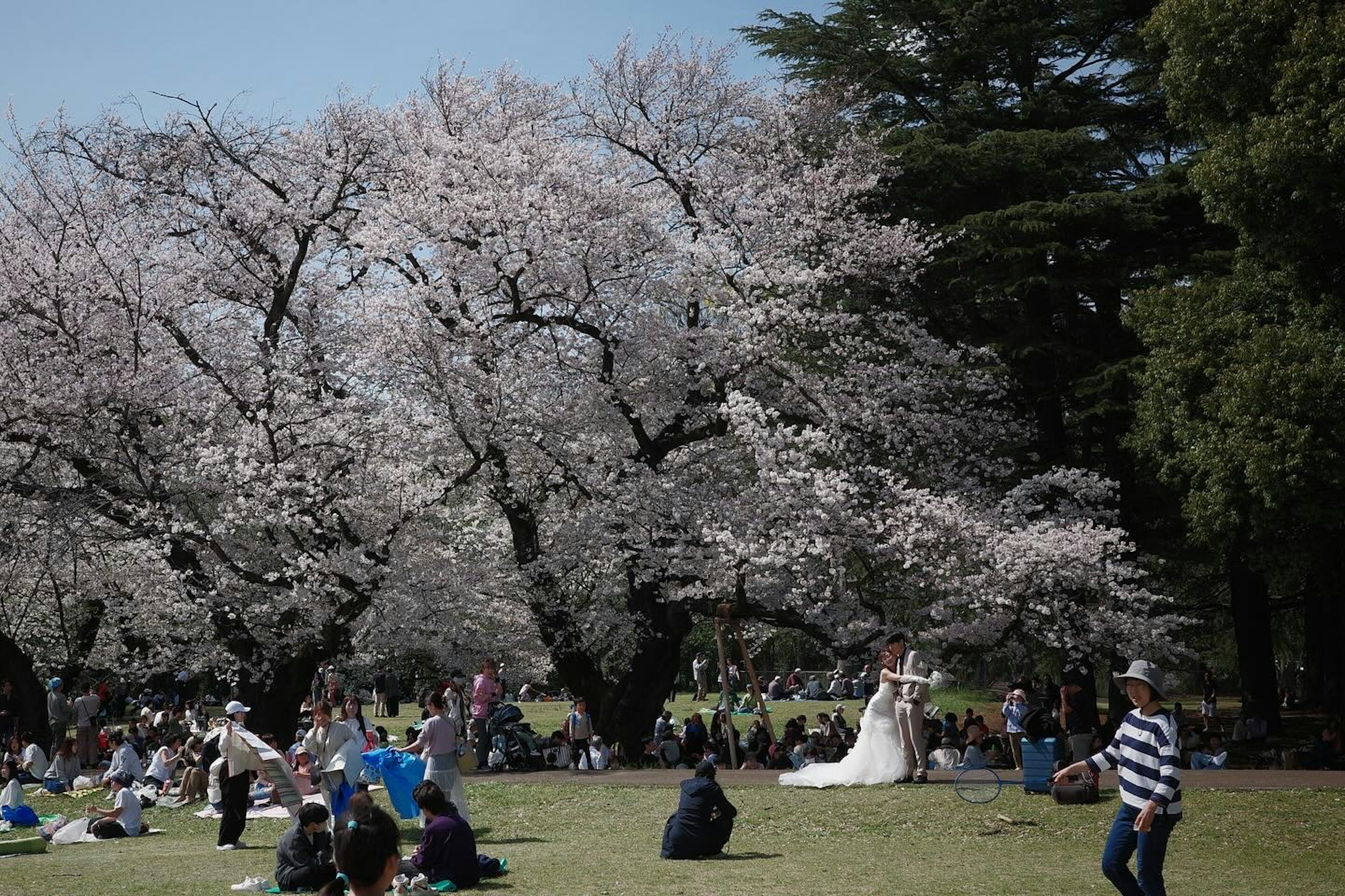 桜の木の下で結婚式を挙げる新婦と大勢の観客