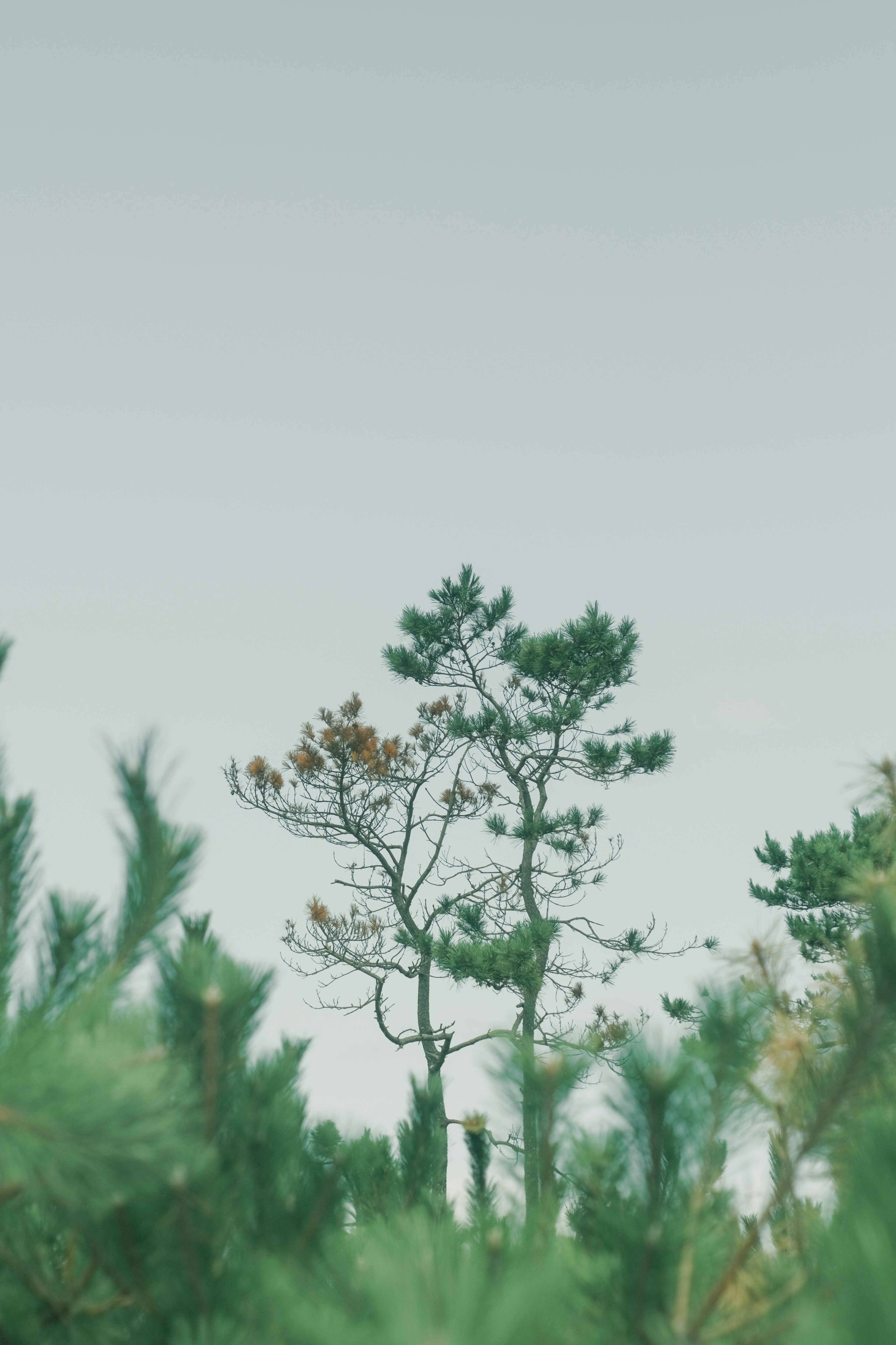 Des arbres verts sous un ciel bleu avec un arbre mince visible parmi eux