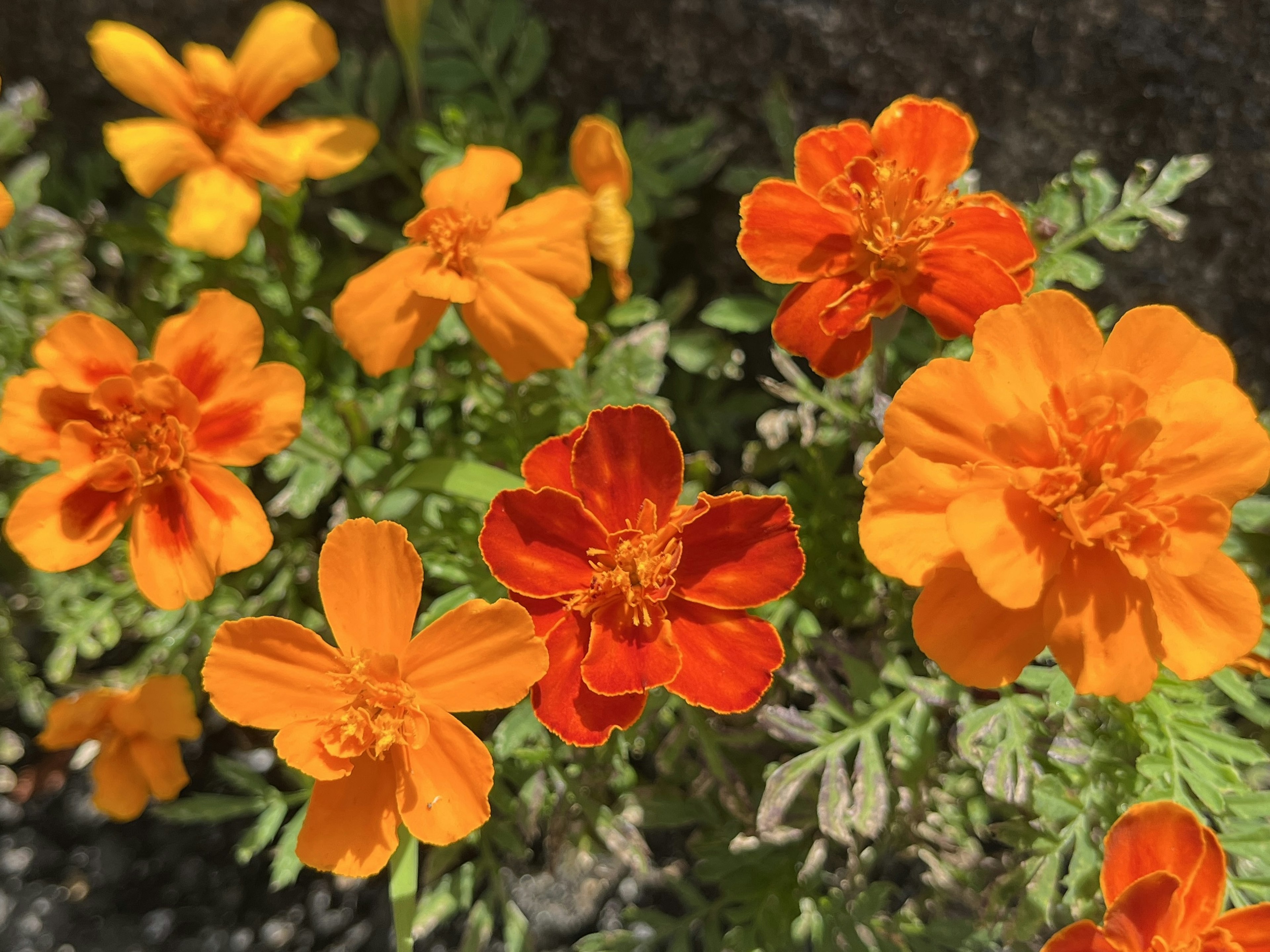 Flores de caléndula naranjas y rojas vibrantes en plena floración